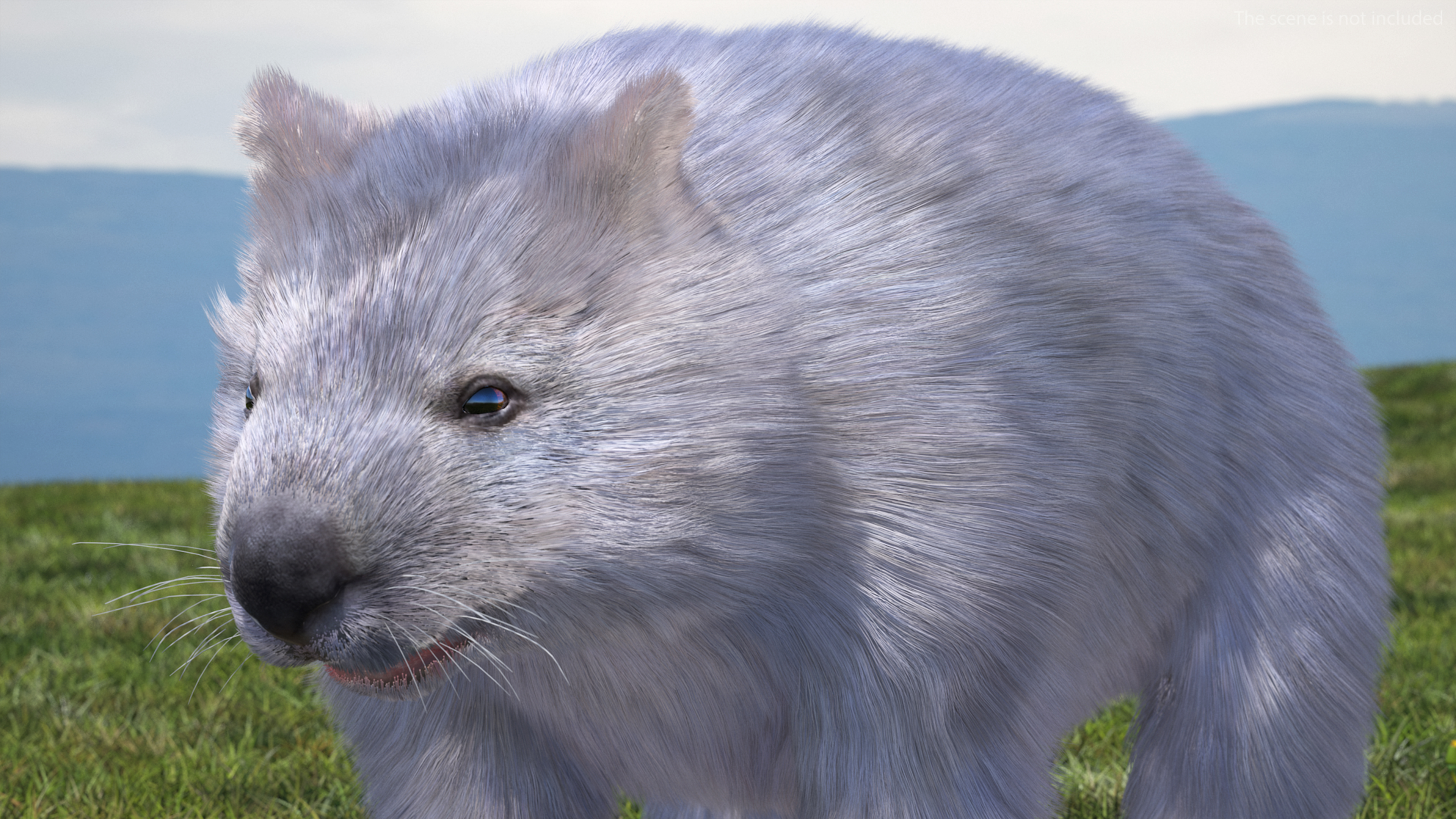 3D model Grey Wombat Fur