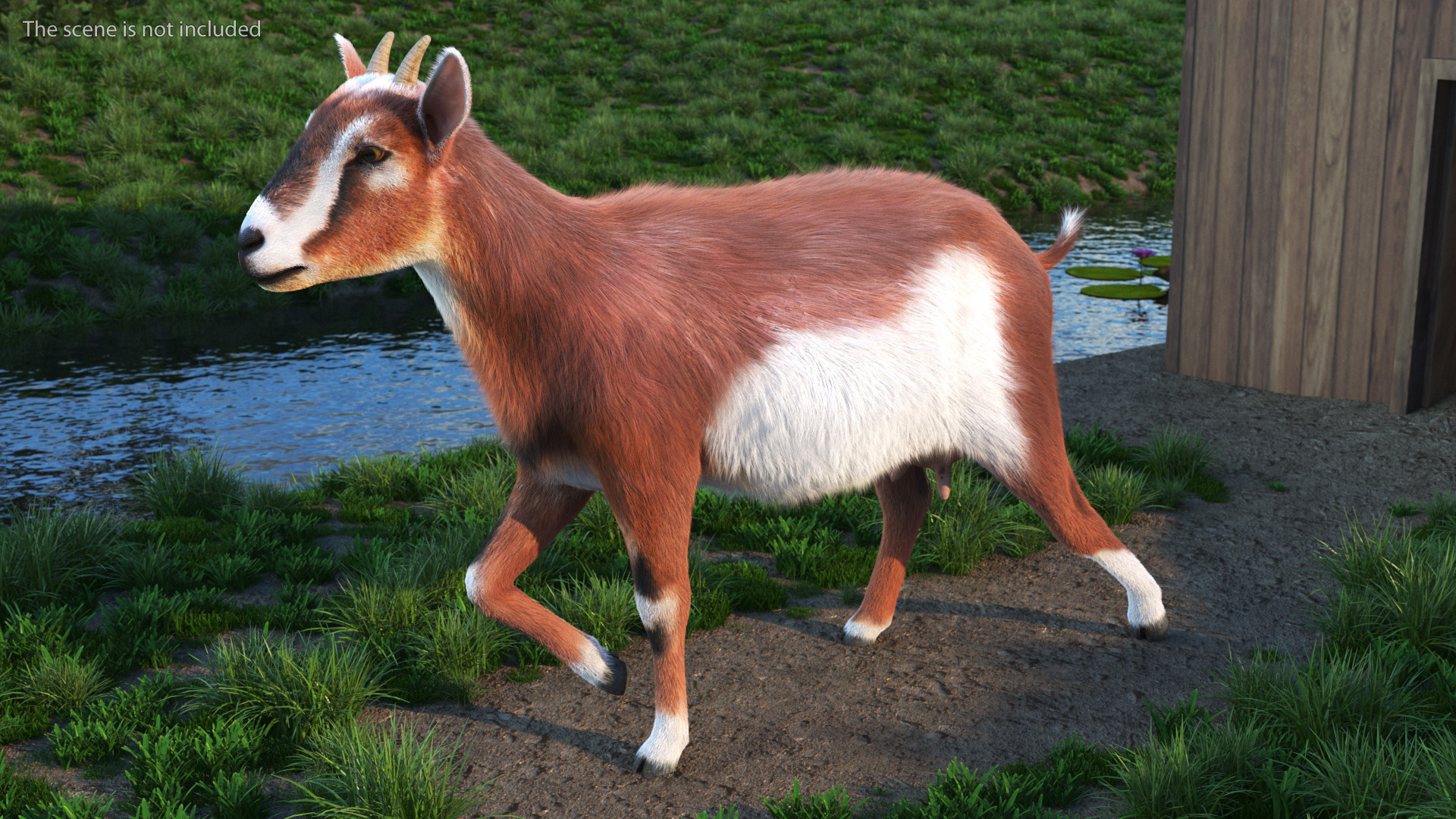3D Walking Goat Fur