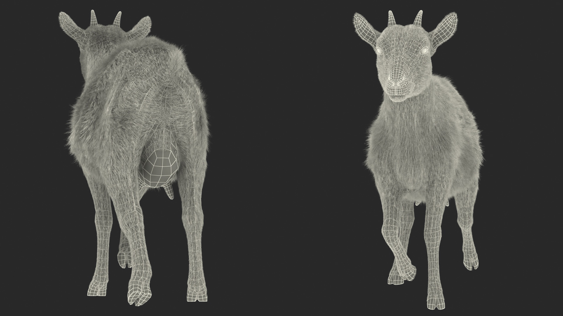 3D Walking Goat Fur