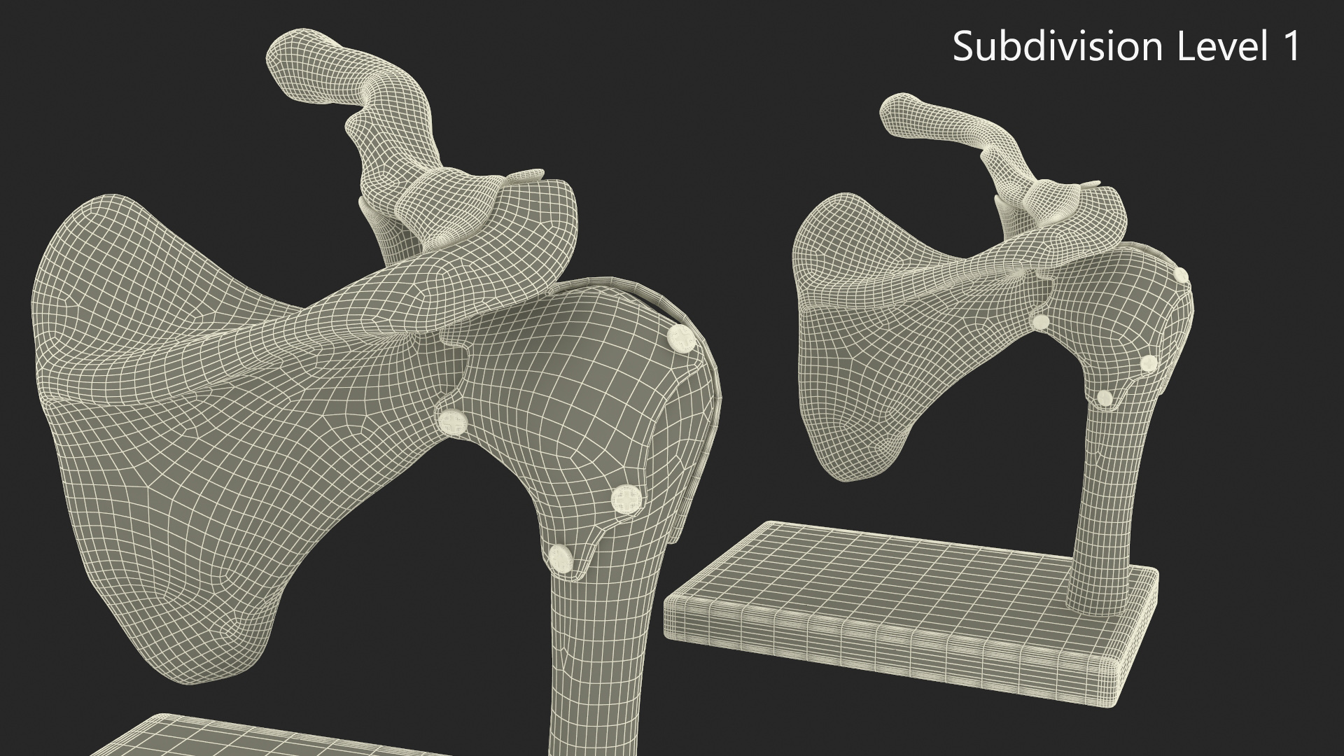 Shoulder Joint 3D model