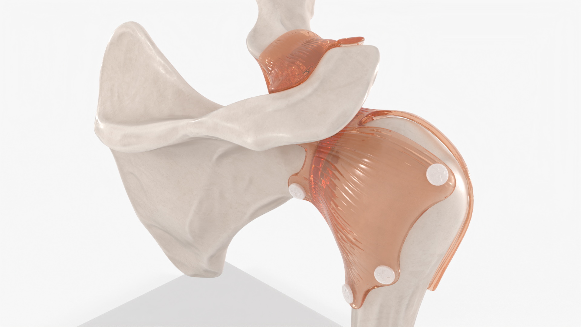 Shoulder Joint 3D model
