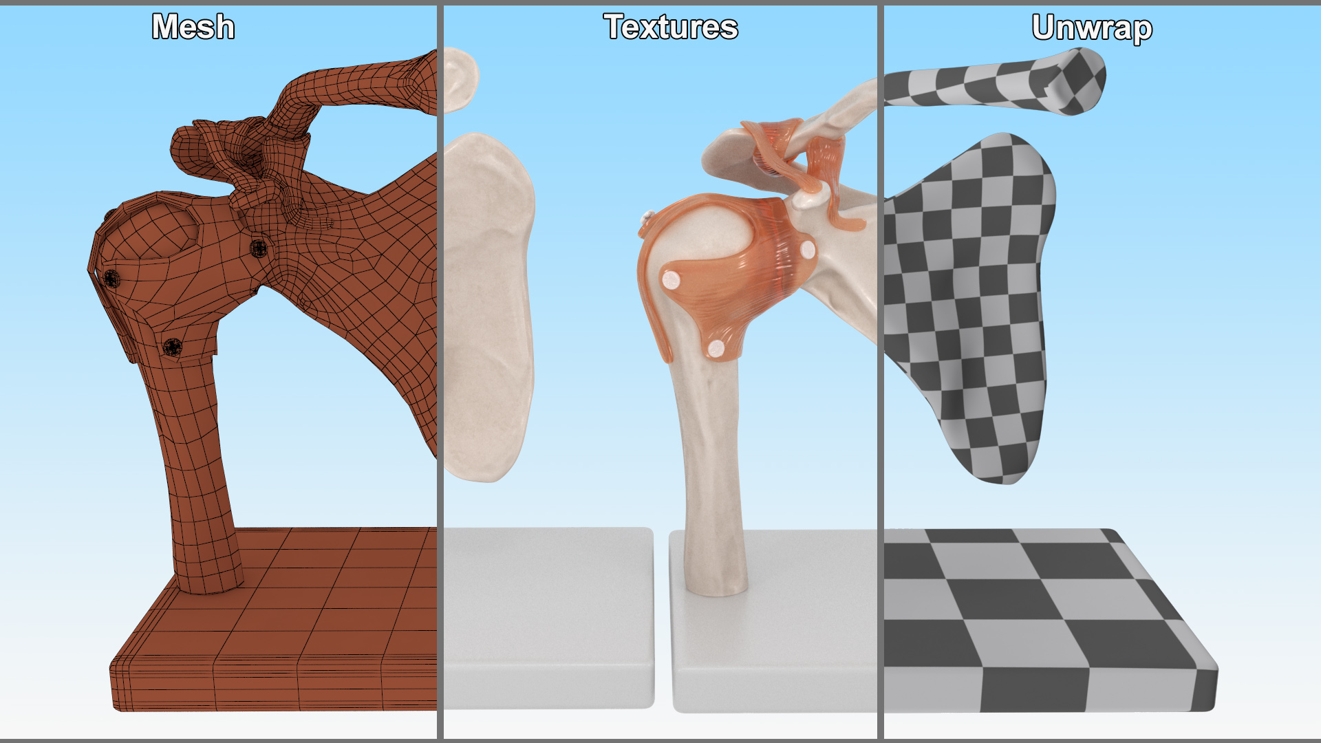Shoulder Joint 3D model