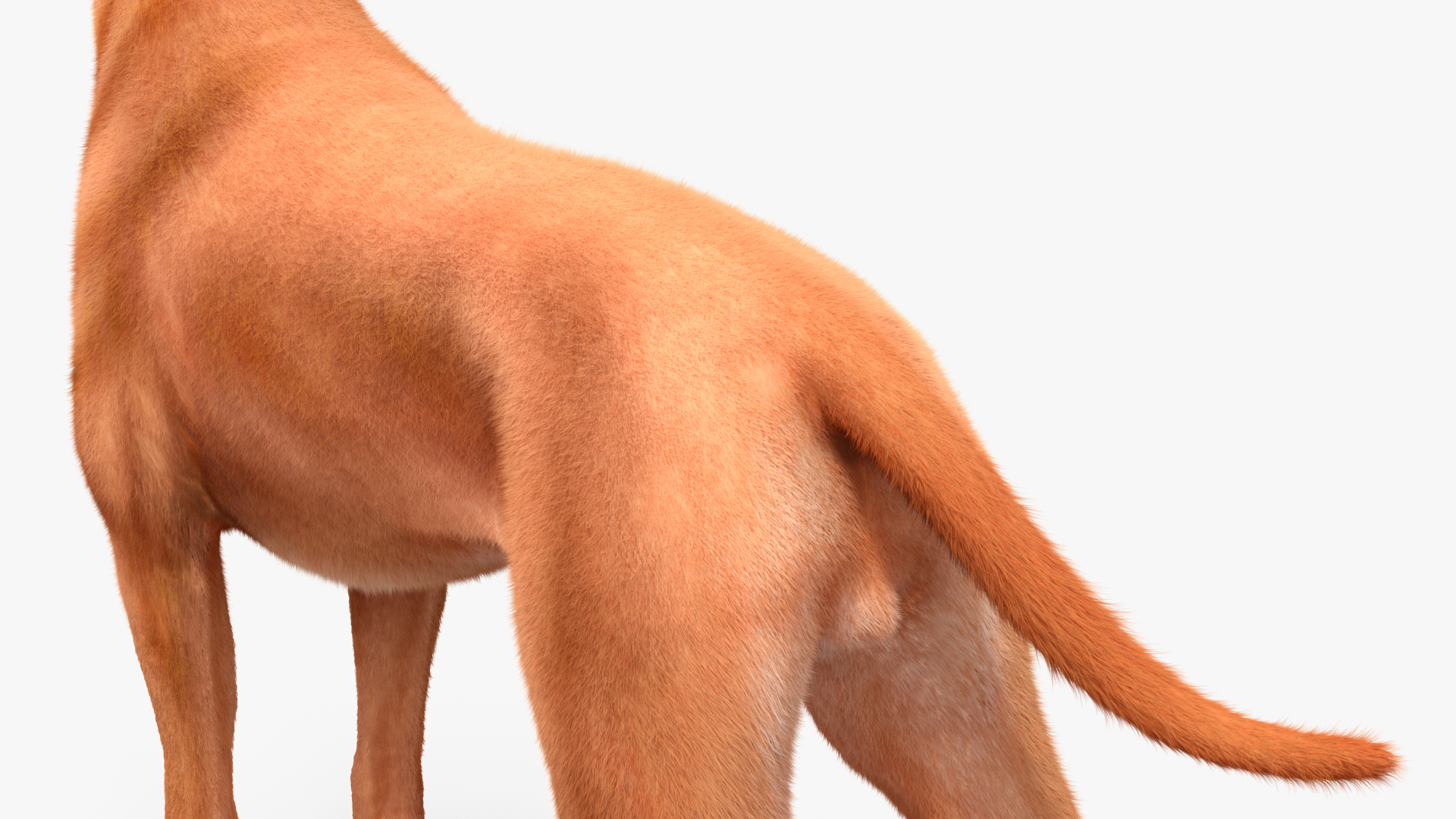3D model Boxer Dog Fur Rigged