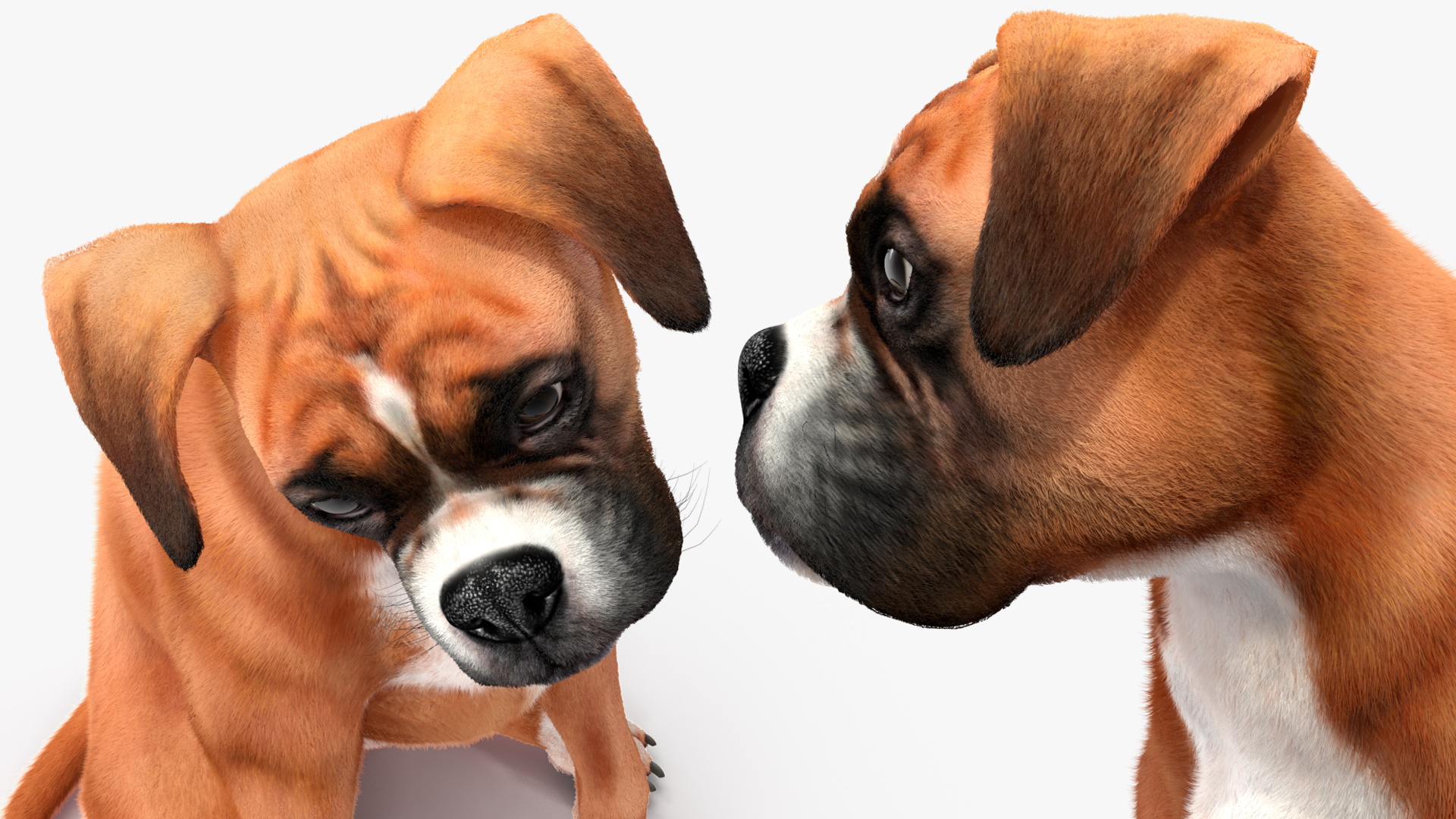 3D model Boxer Dog Fur Rigged