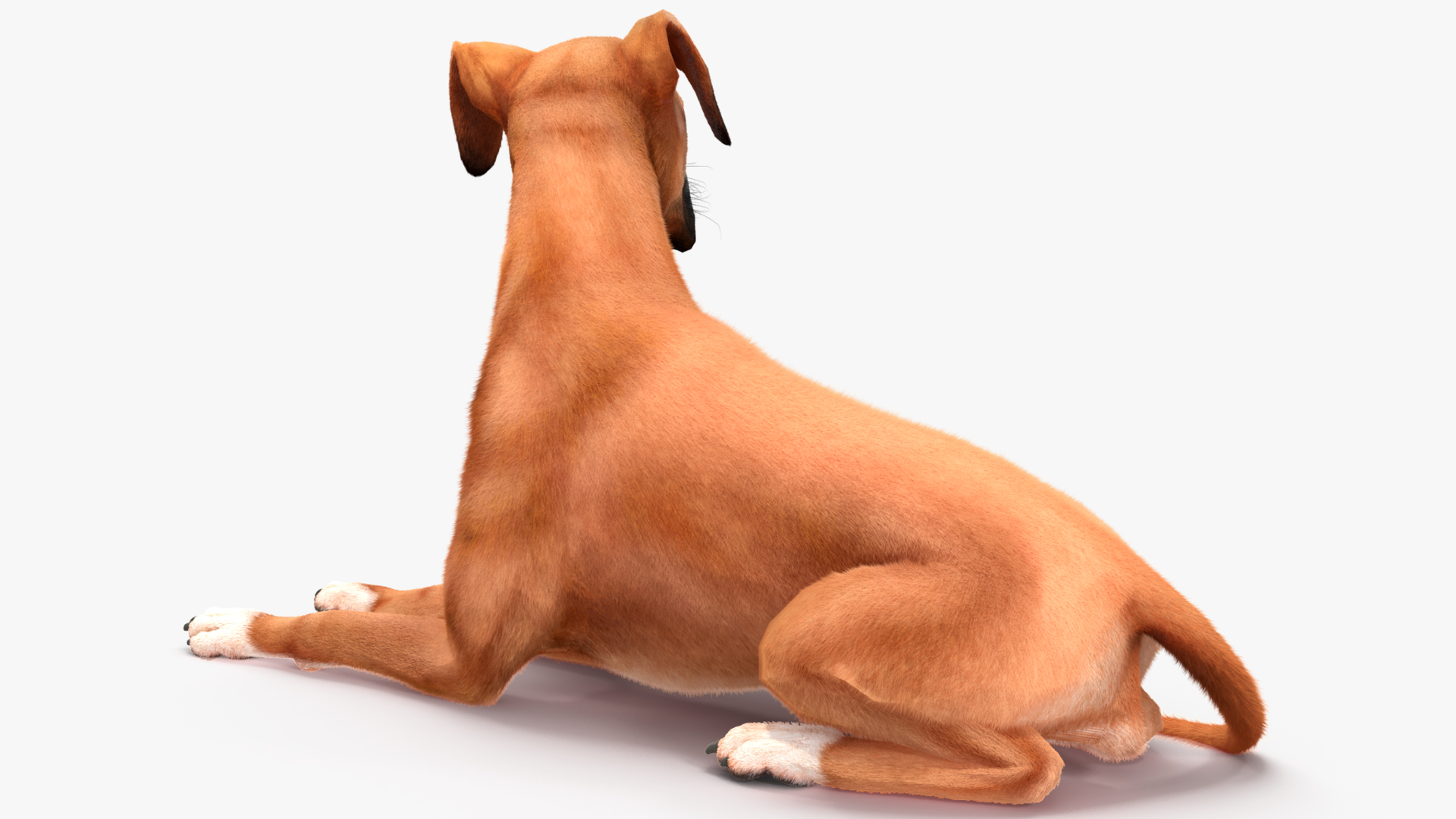 3D model Boxer Dog Fur Rigged