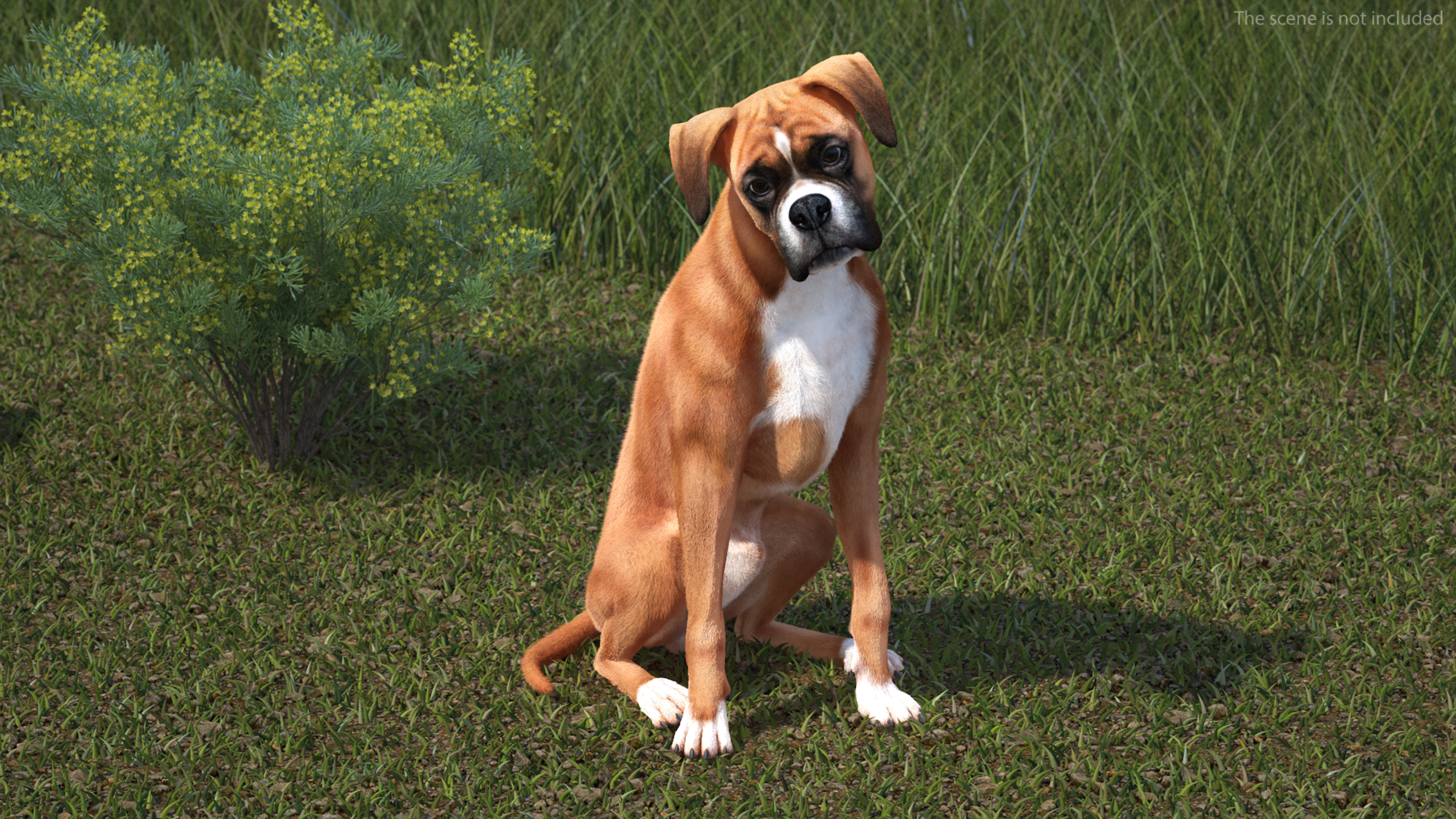 3D model Boxer Dog Fur Rigged
