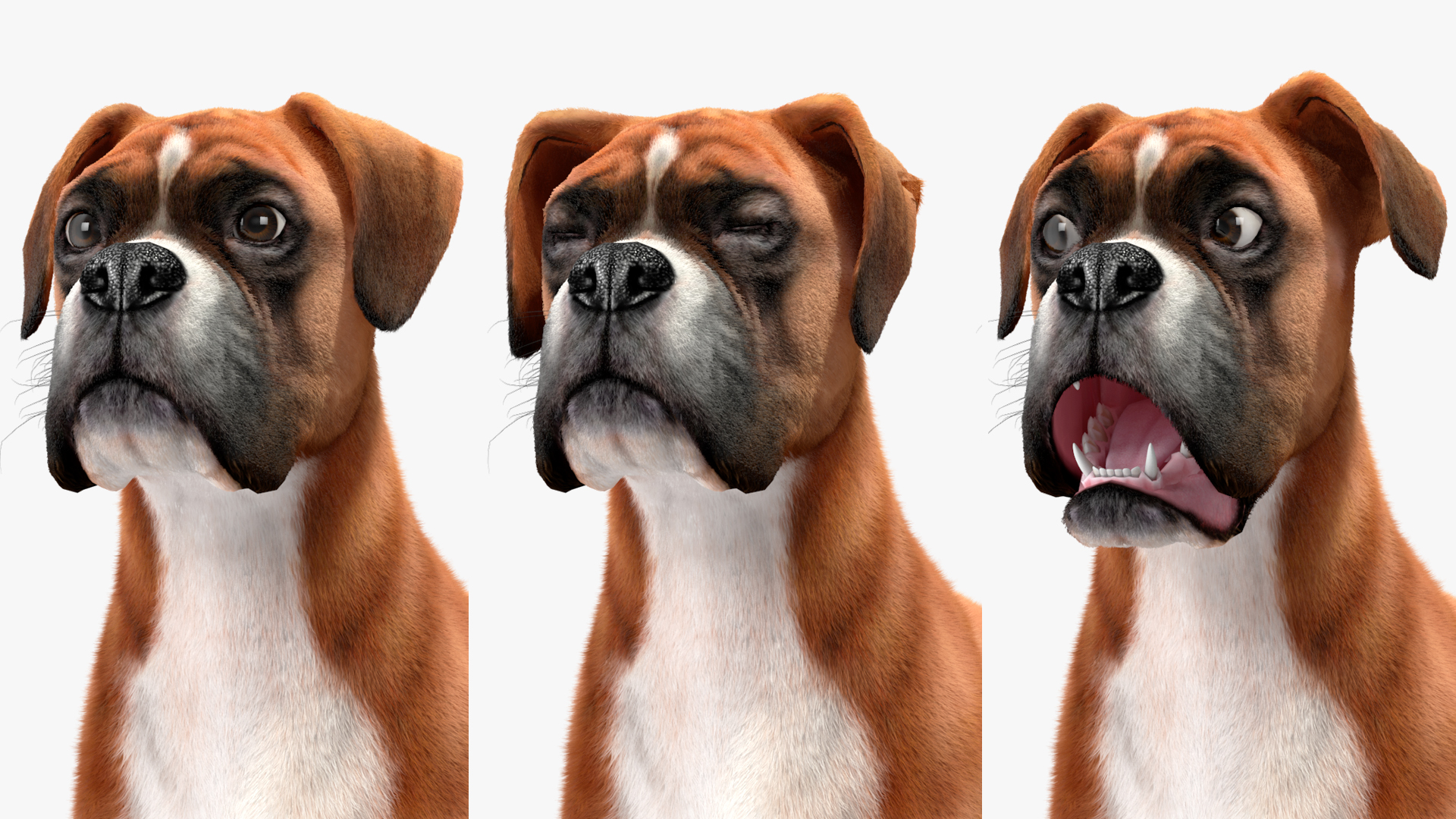 3D model Boxer Dog Fur Rigged