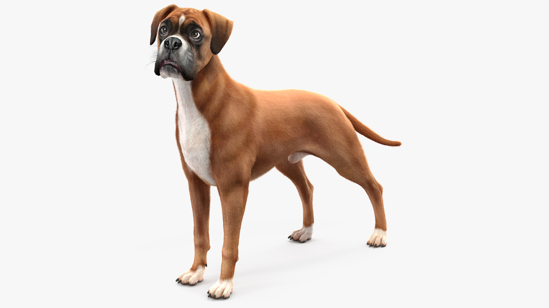 3D model Boxer Dog Fur Rigged