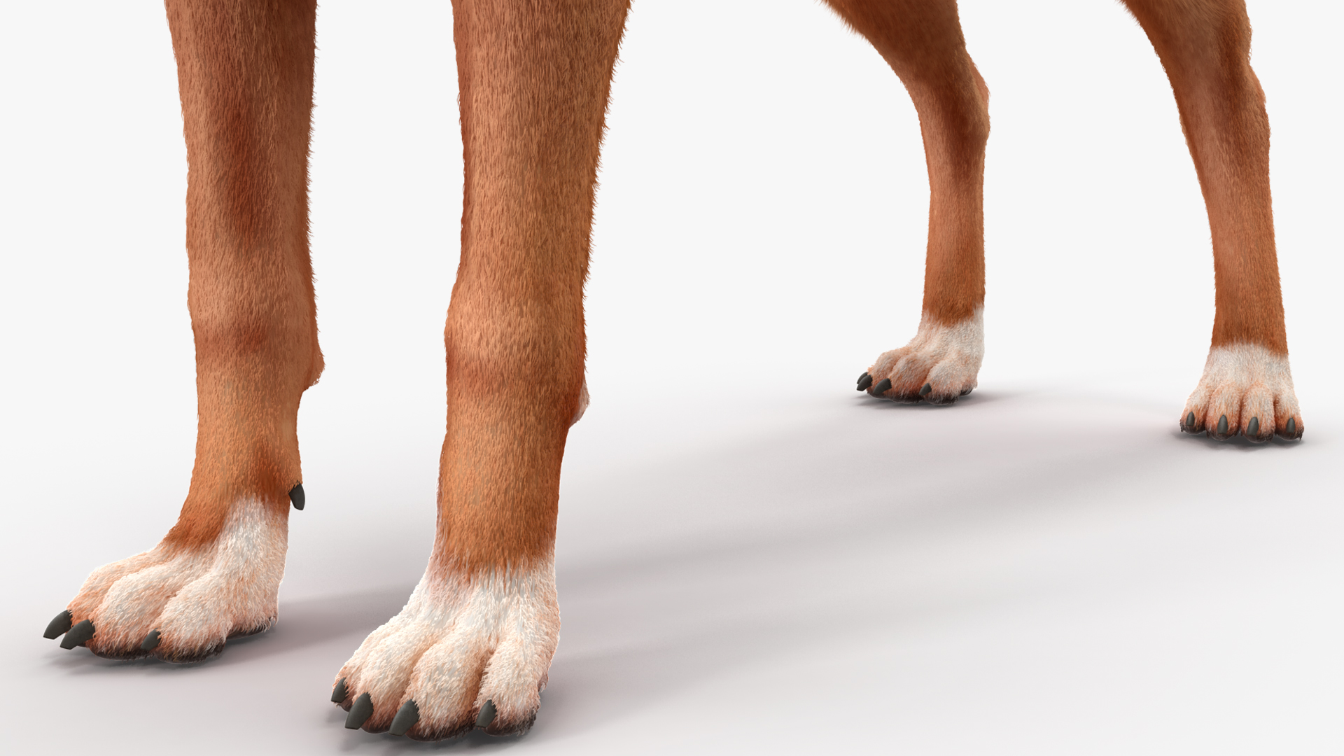 3D model Boxer Dog Fur Rigged