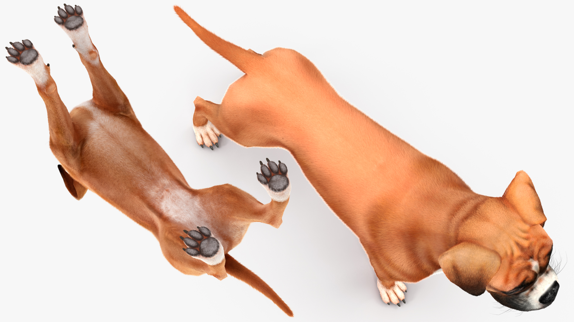 3D model Boxer Dog Fur Rigged