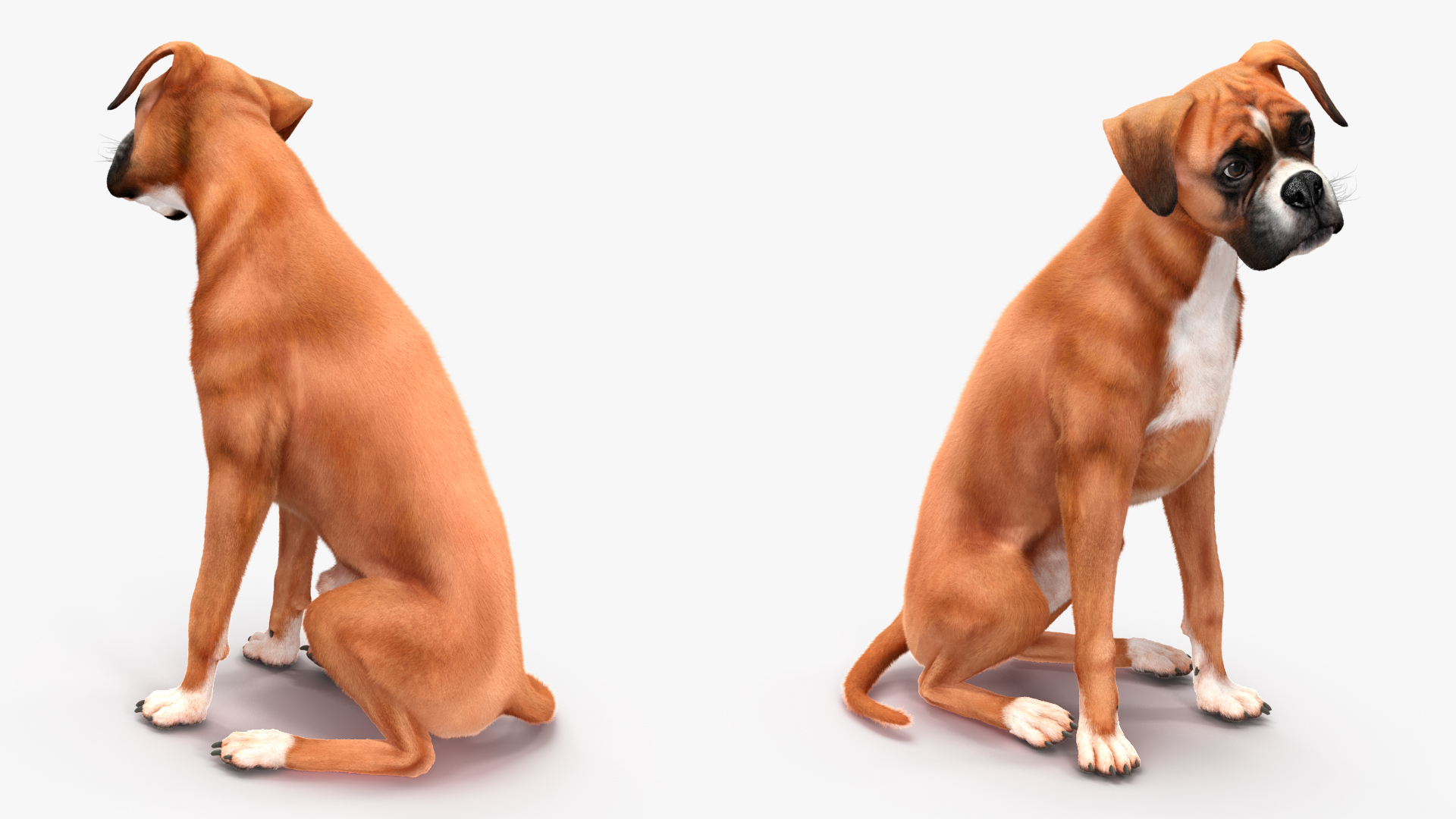 3D model Boxer Dog Fur Rigged