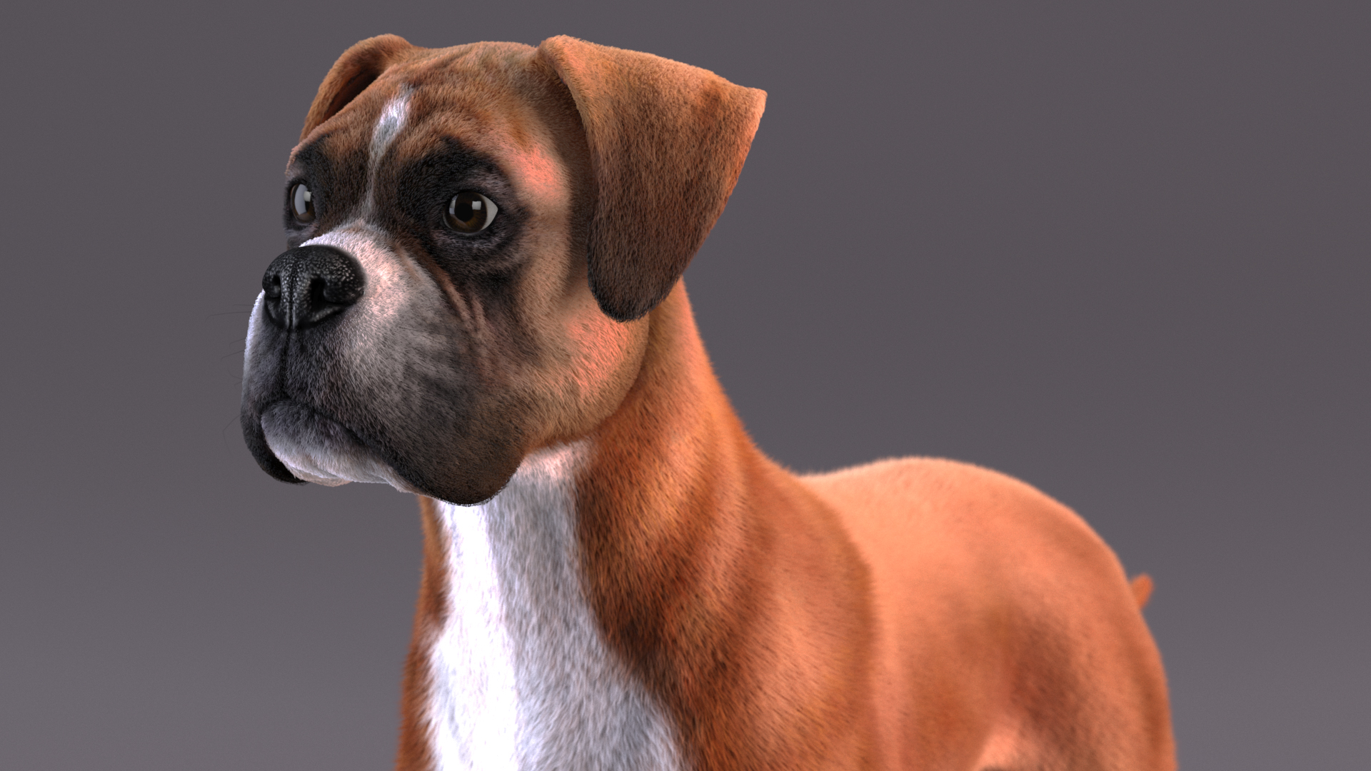 3D model Boxer Dog Fur Rigged