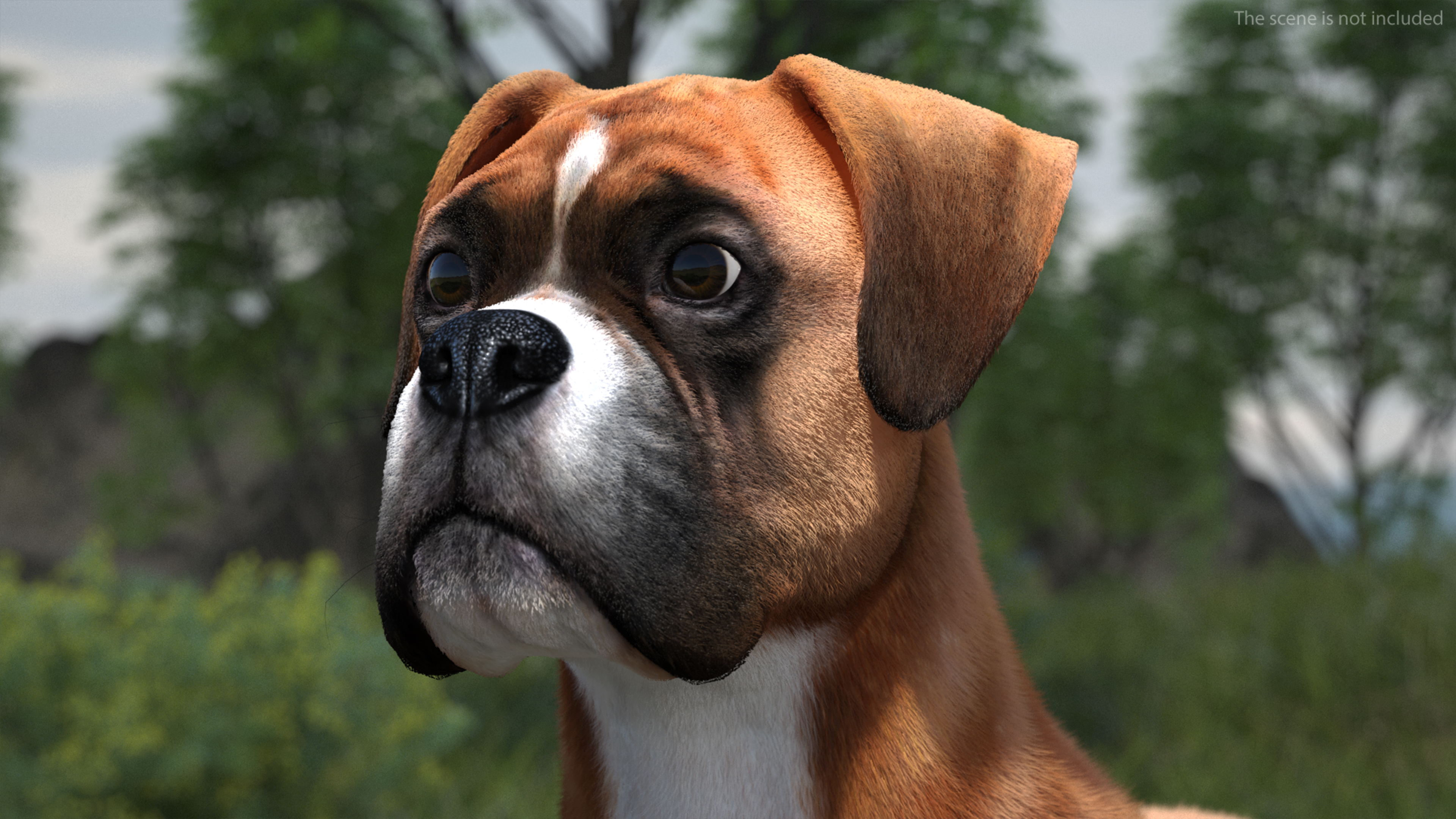 3D model Boxer Dog Fur Rigged