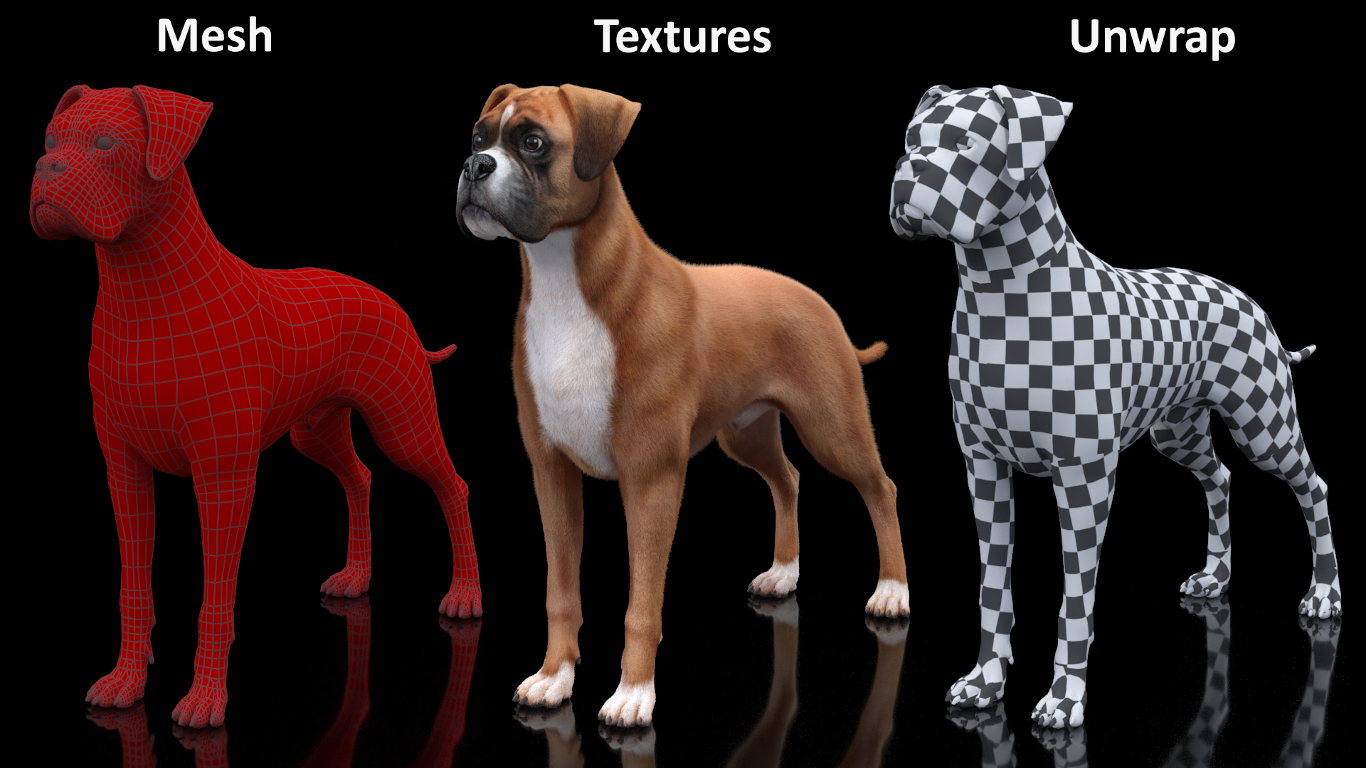 3D model Boxer Dog Fur Rigged