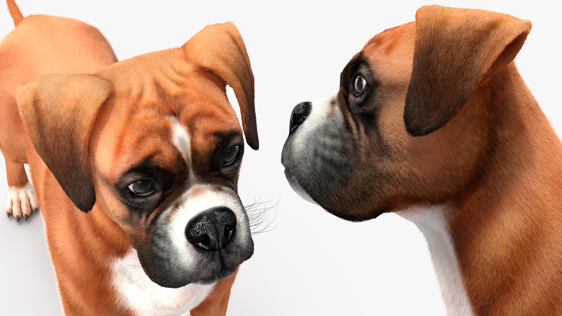 3D model Boxer Dog Fur Rigged