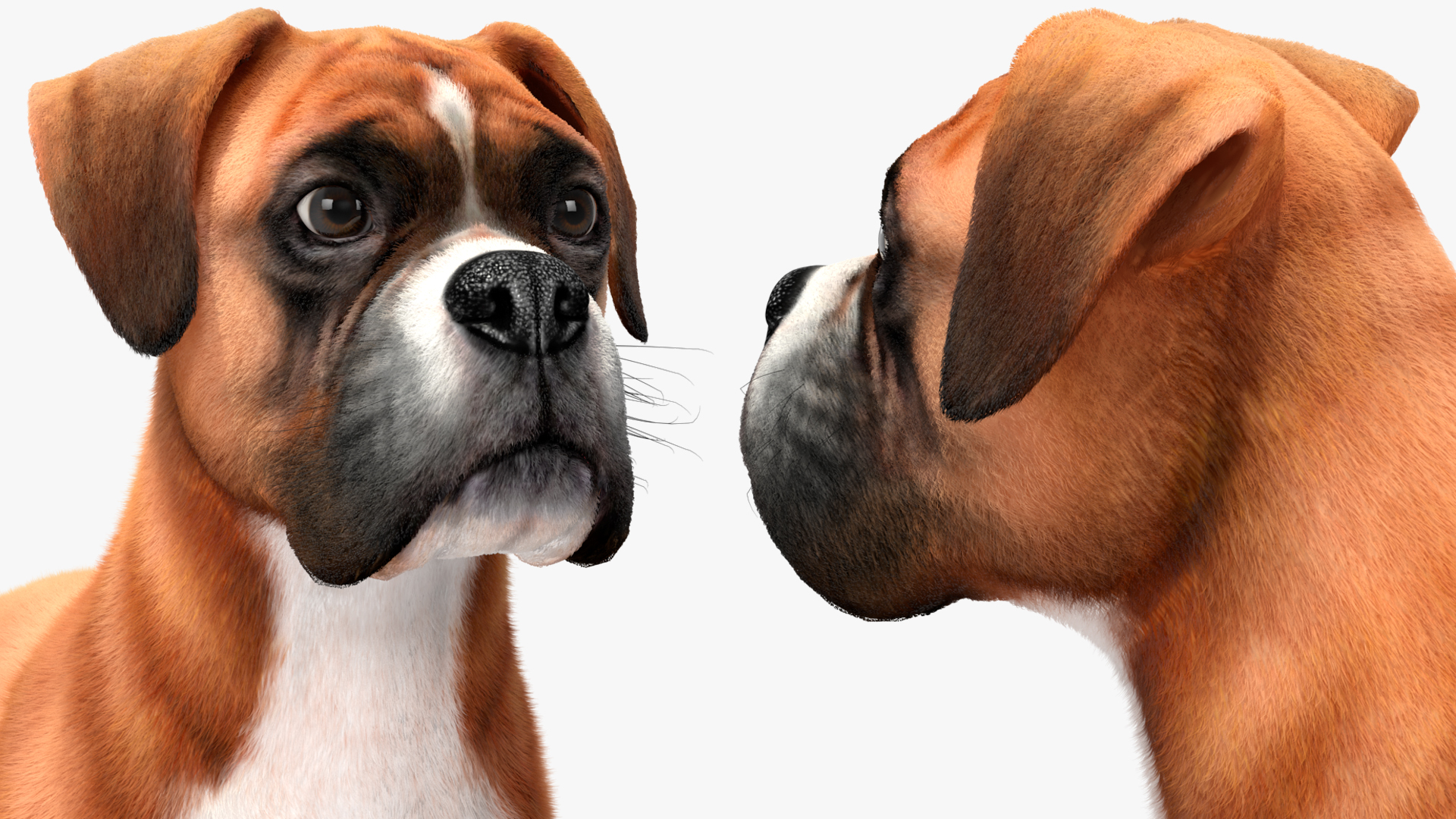 3D model Boxer Dog Fur Rigged
