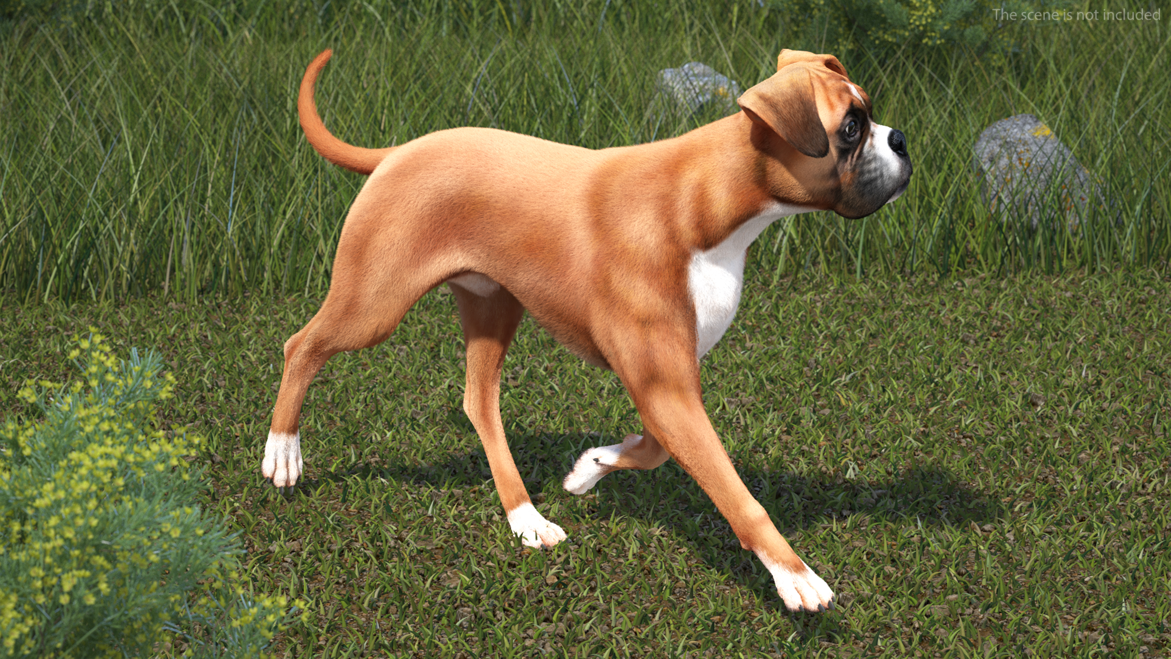 3D model Boxer Dog Fur Rigged