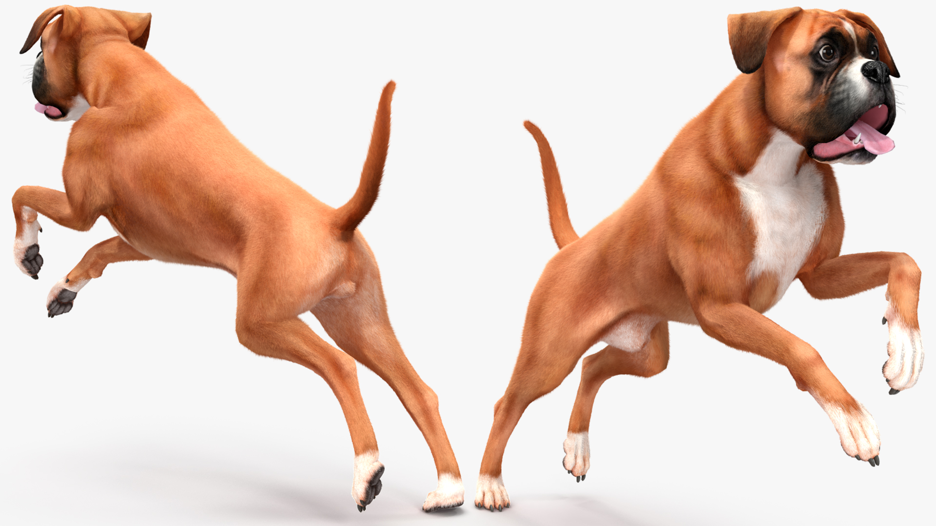 3D model Boxer Dog Fur Rigged