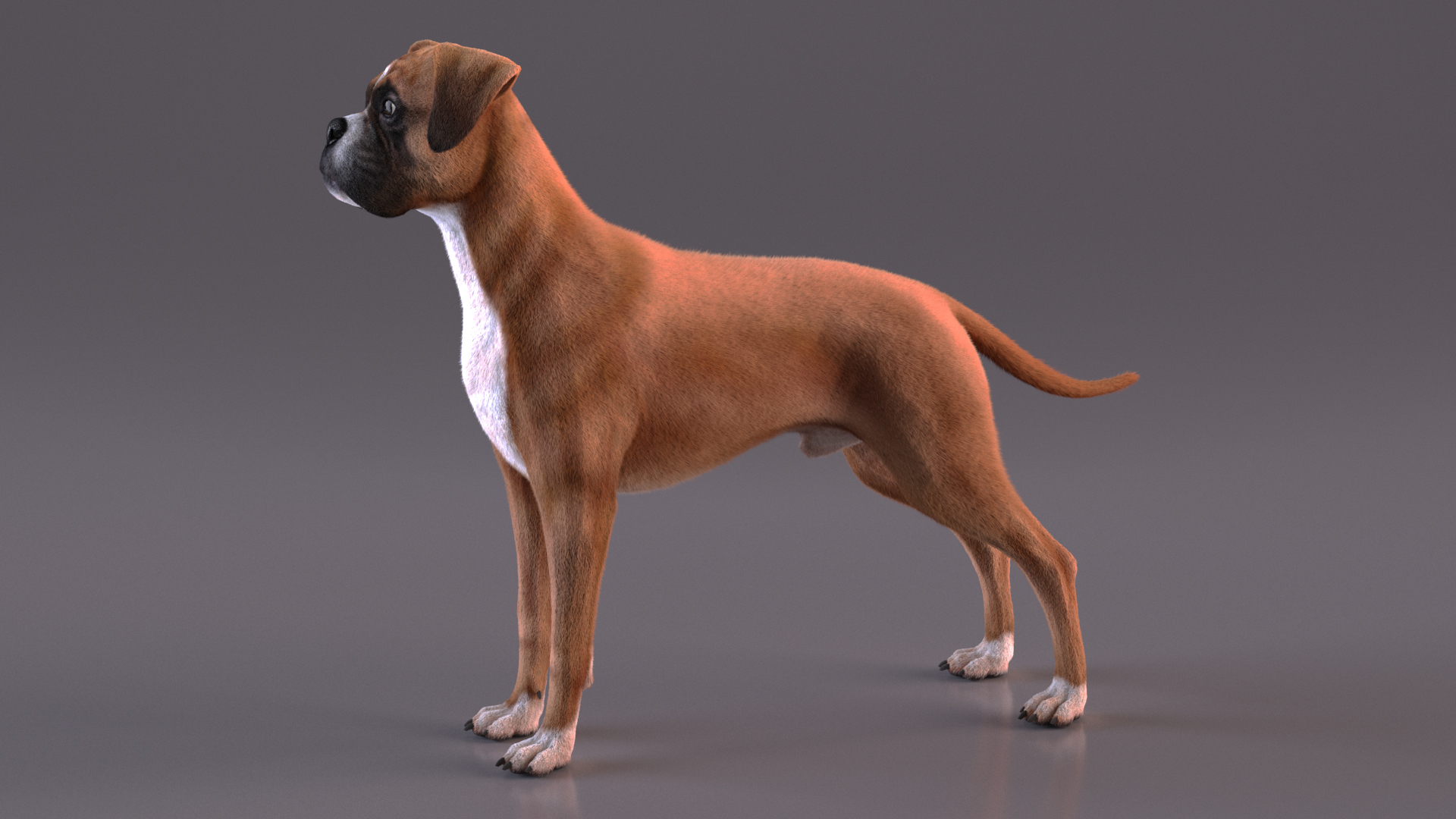 3D model Boxer Dog Fur Rigged