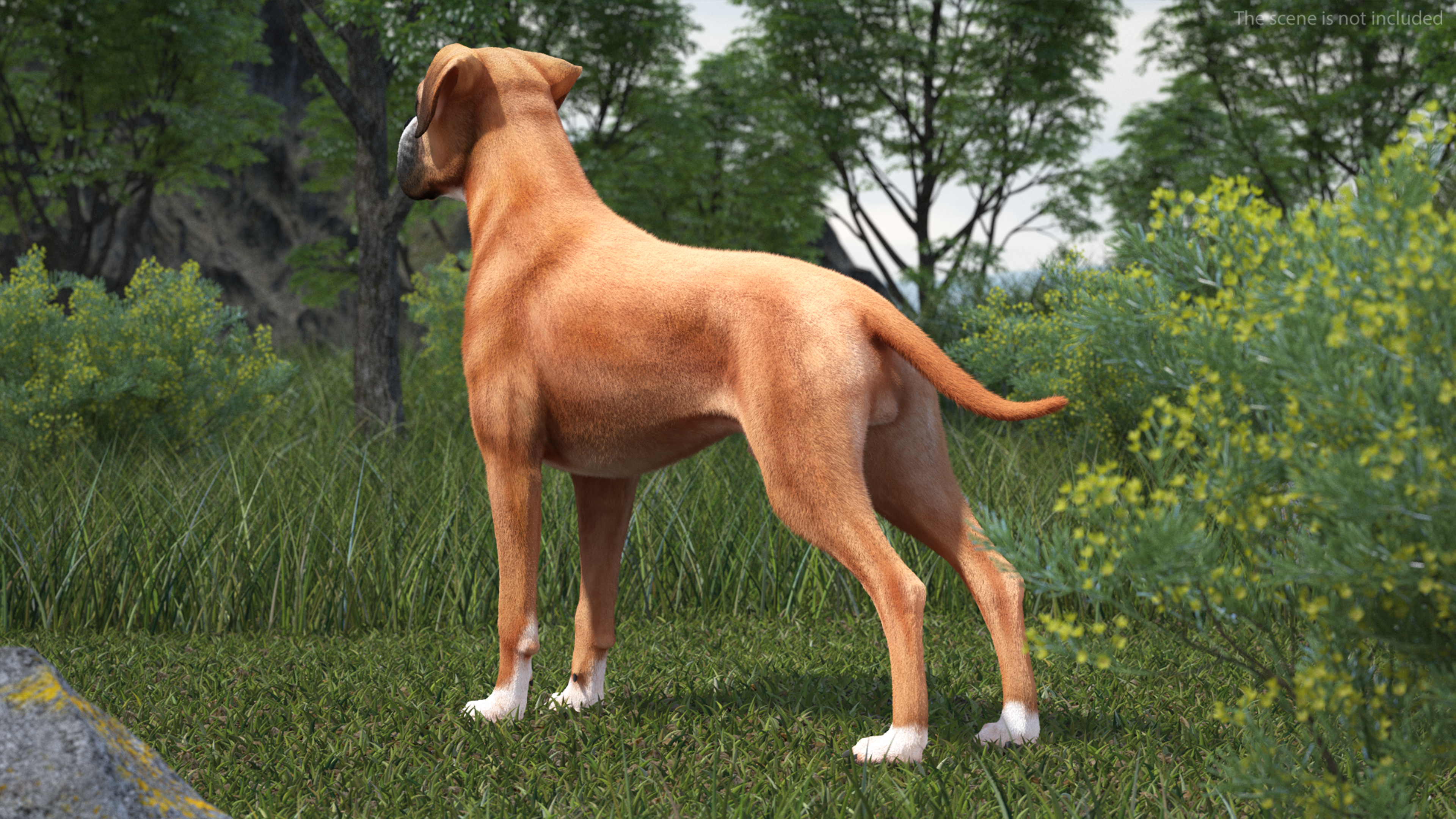 3D model Boxer Dog Fur Rigged