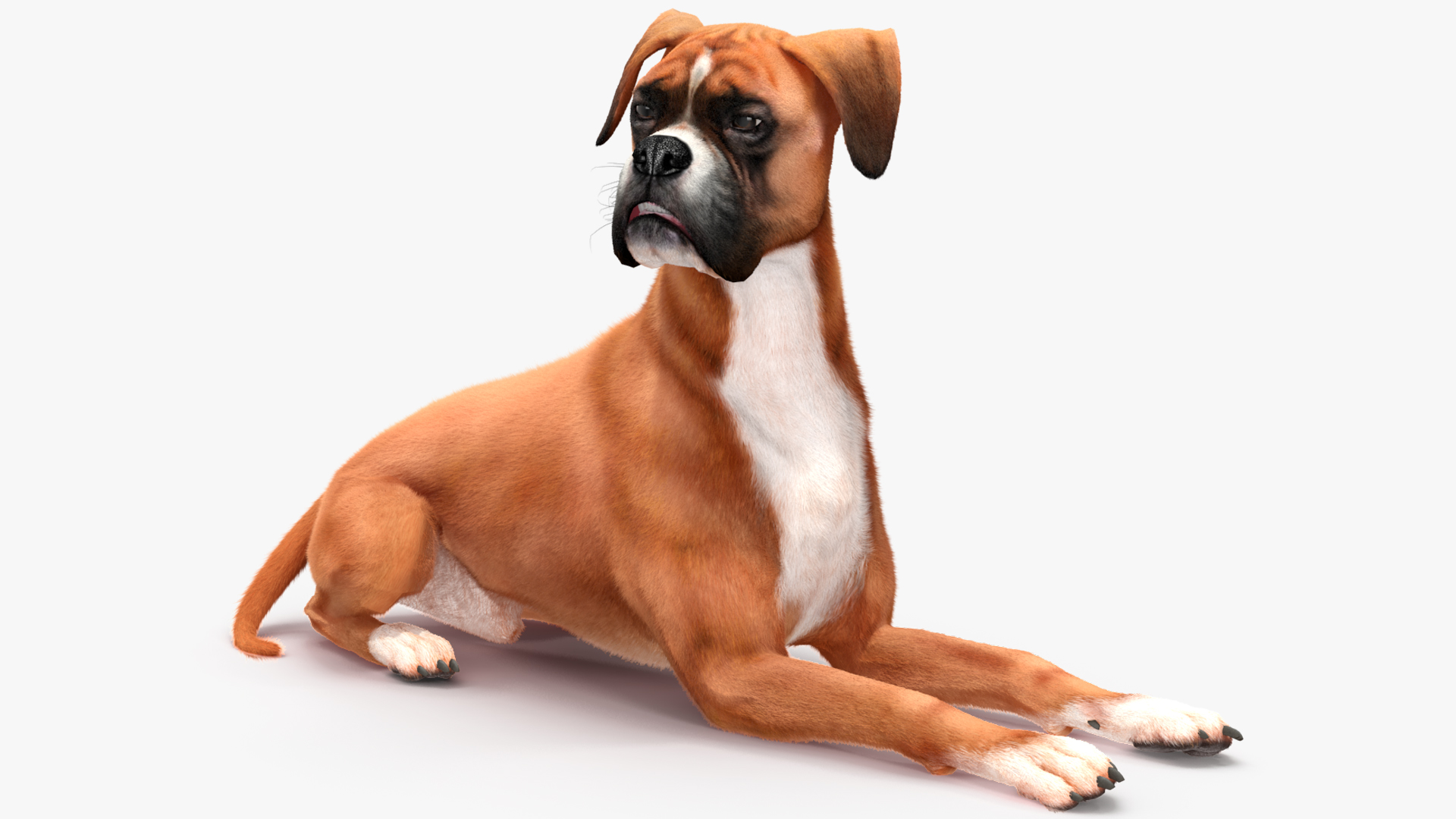 3D model Boxer Dog Fur Rigged