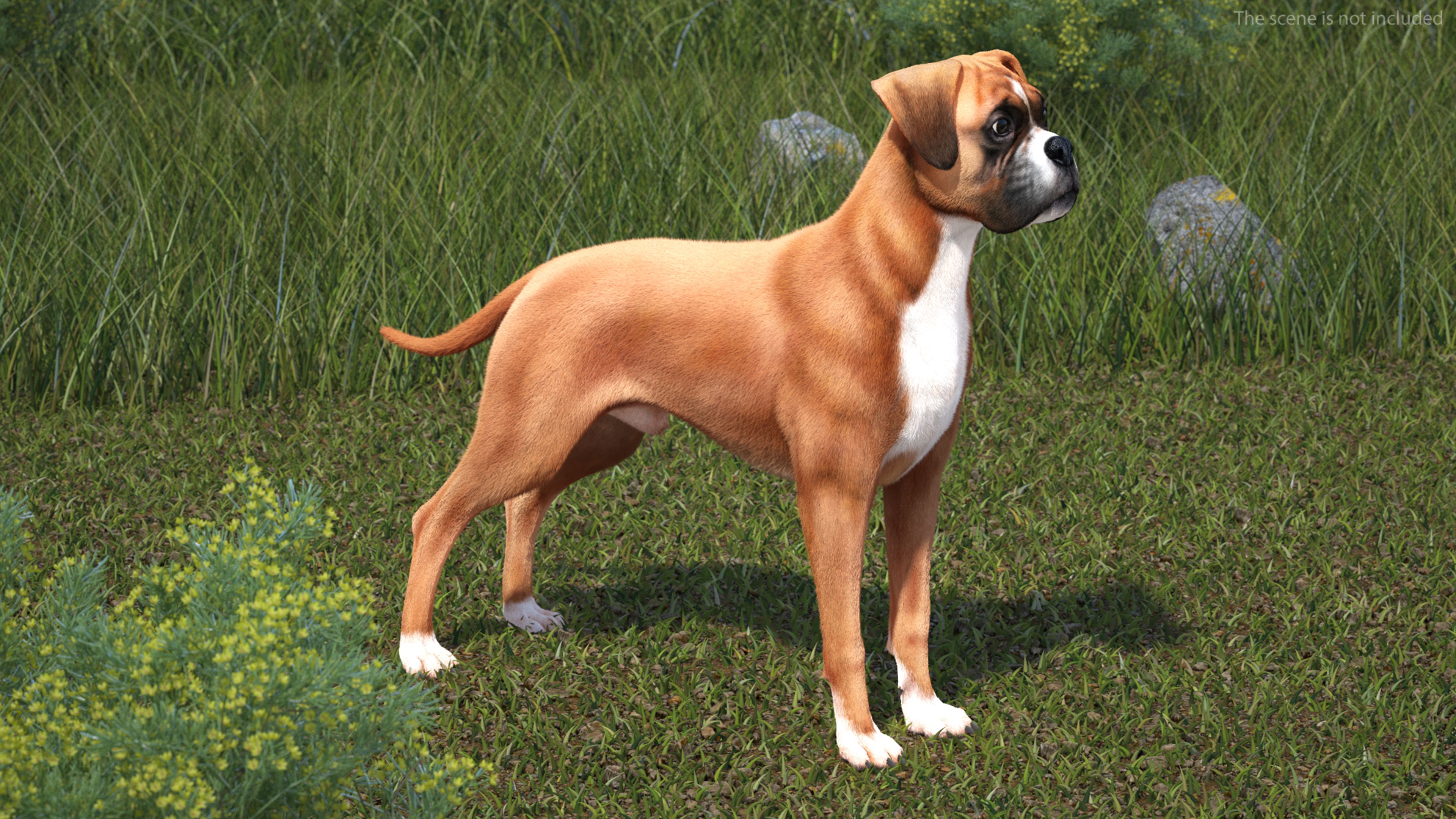 3D model Boxer Dog Fur Rigged