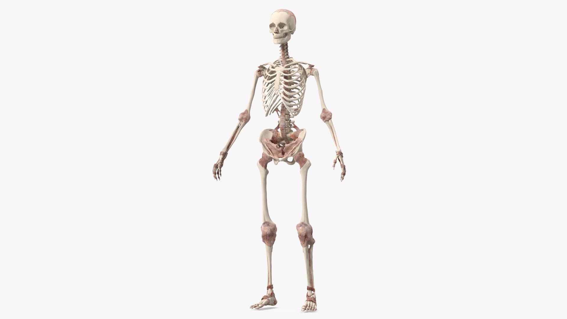 3D model Skeleton with Tissue