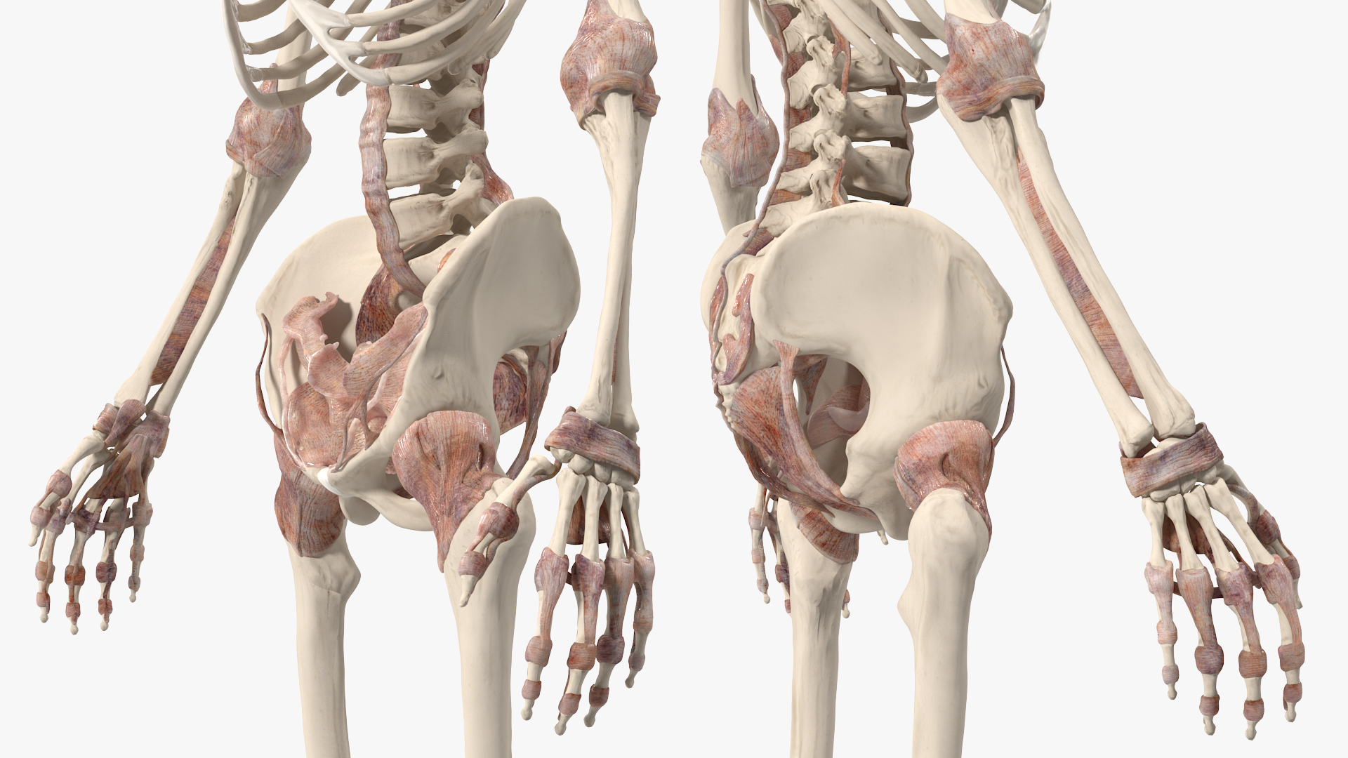 3D model Skeleton with Tissue