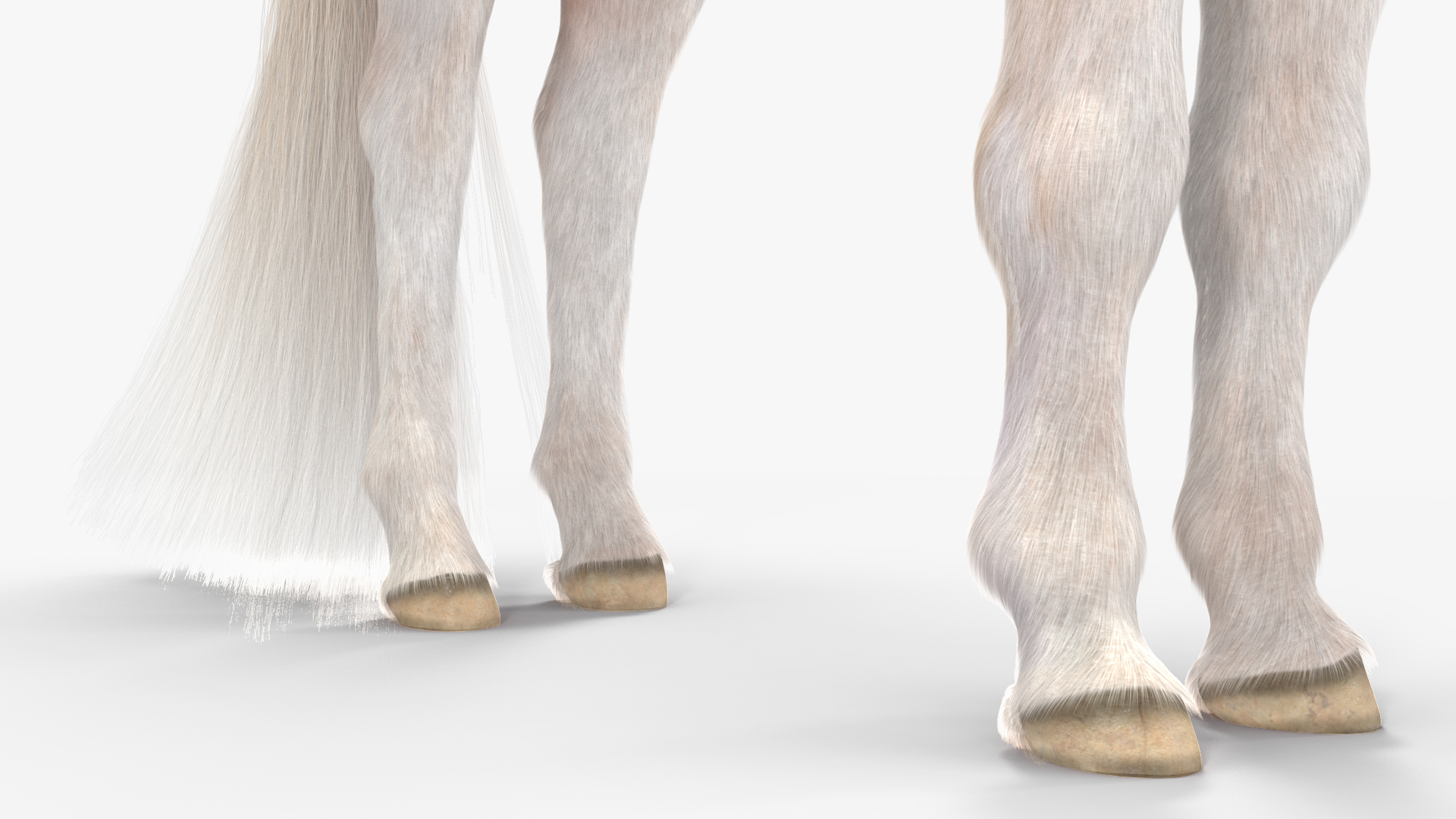 Shetland Pony with Long Mane Fur Rigged 3D model