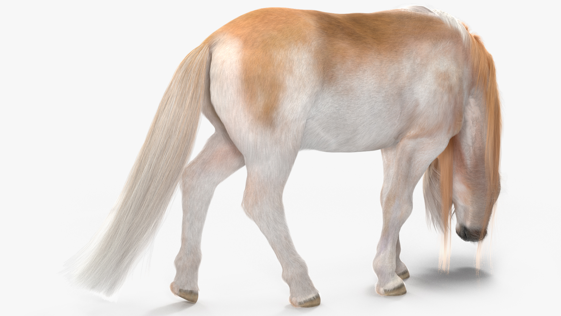 Shetland Pony with Long Mane Fur Rigged 3D model