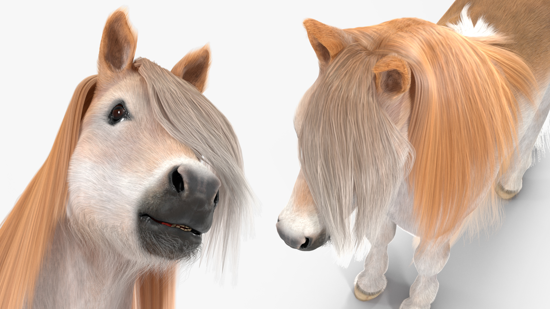 Shetland Pony with Long Mane Fur Rigged 3D model