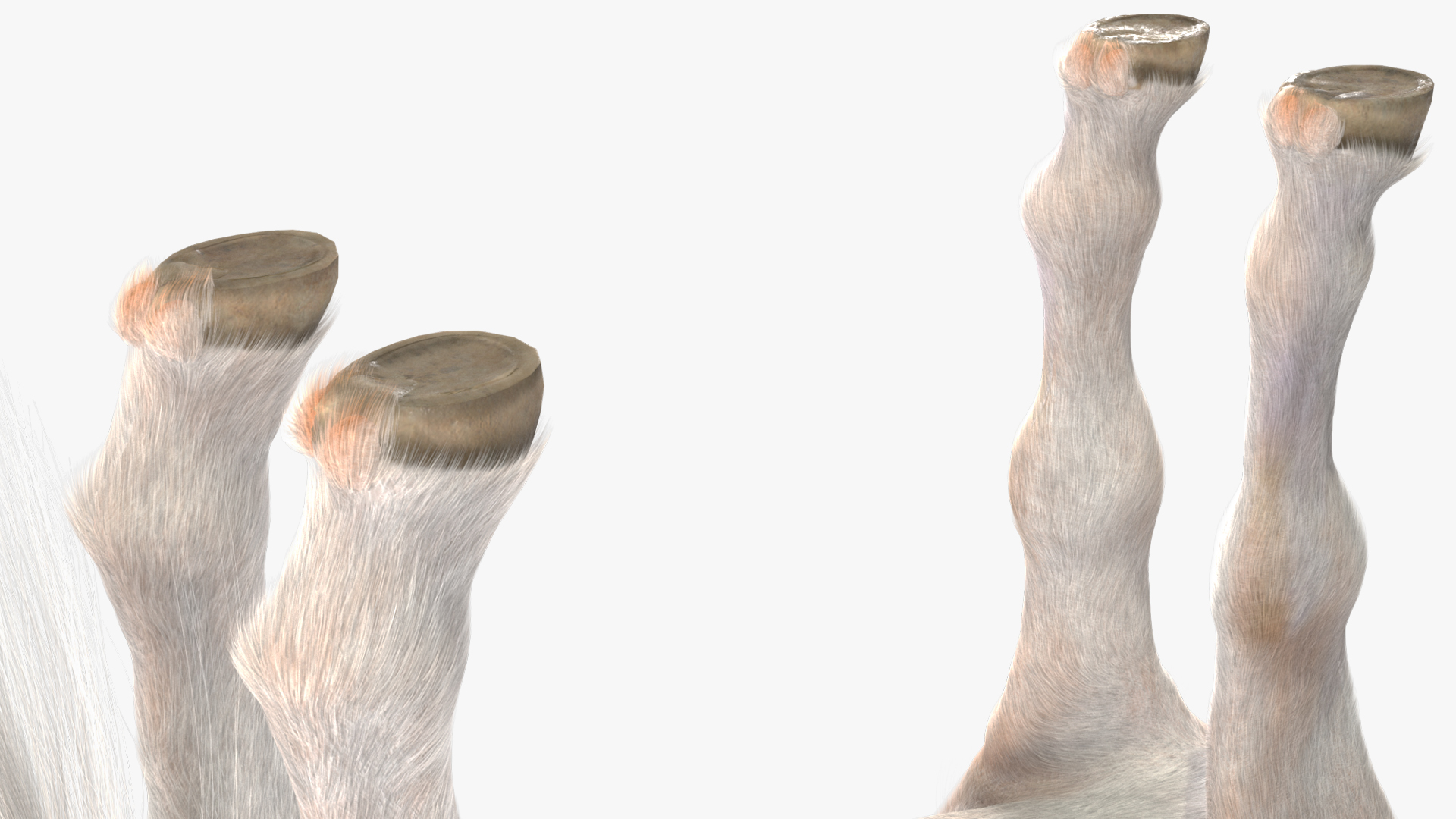 Shetland Pony with Long Mane Fur Rigged 3D model