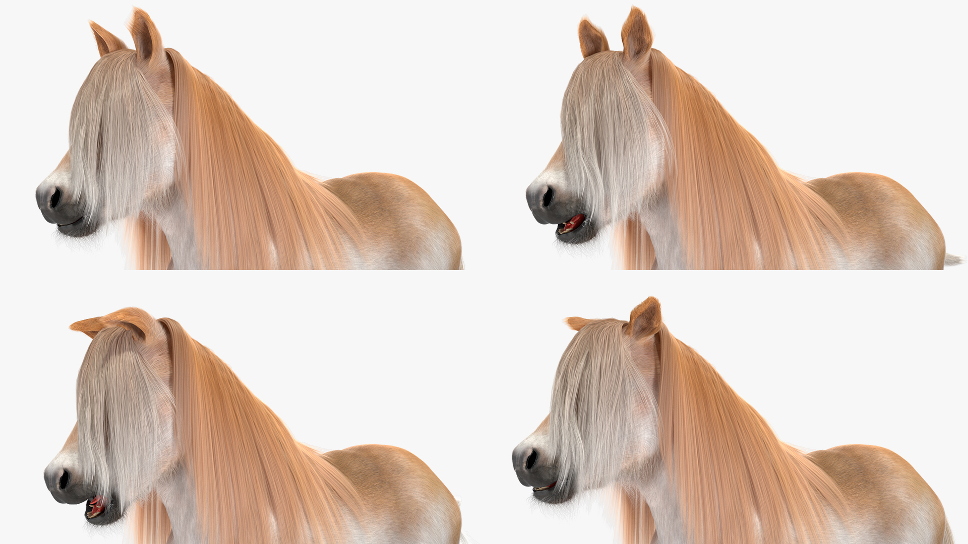 Shetland Pony with Long Mane Fur Rigged 3D model