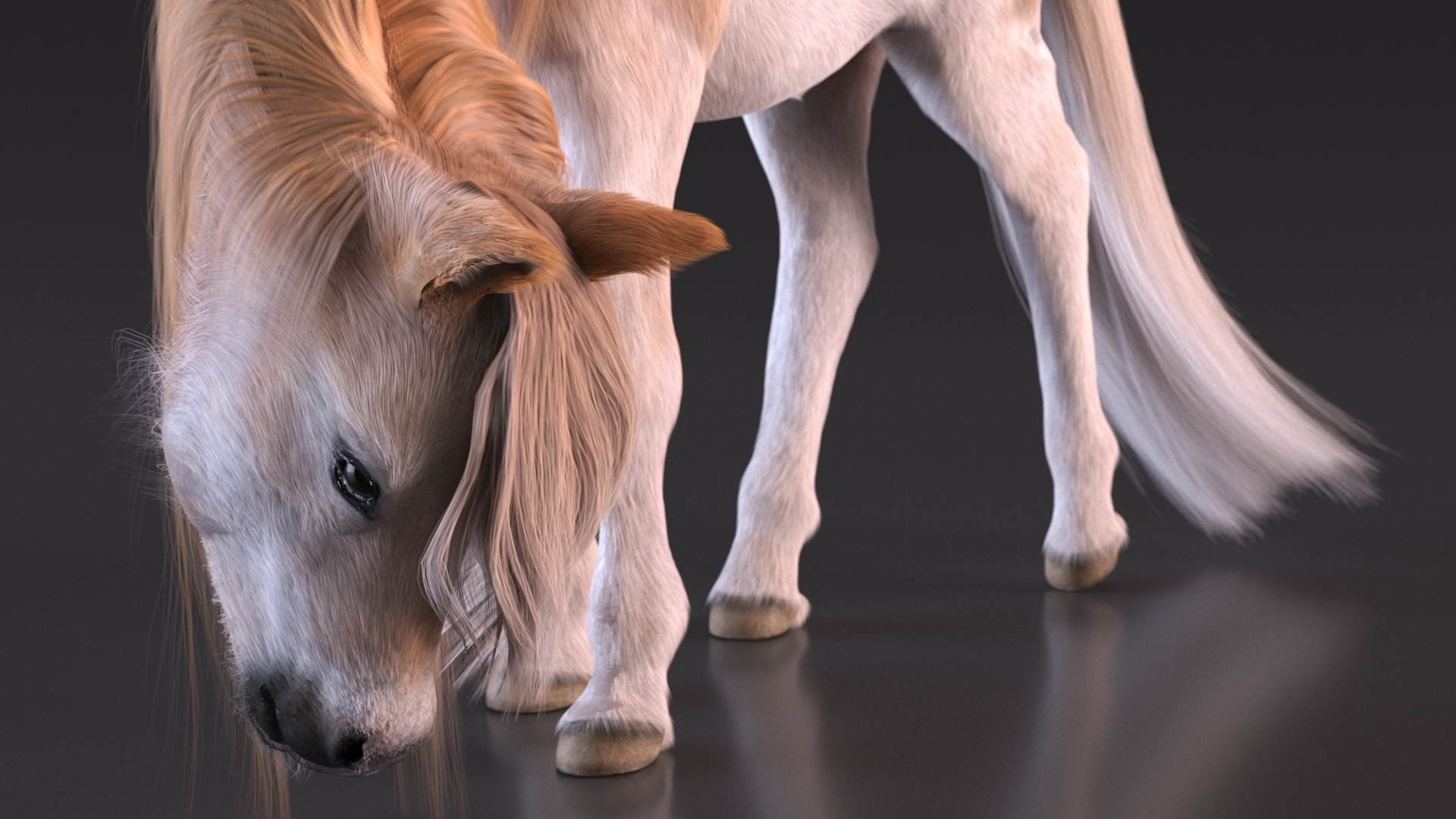 Shetland Pony with Long Mane Fur Rigged 3D model