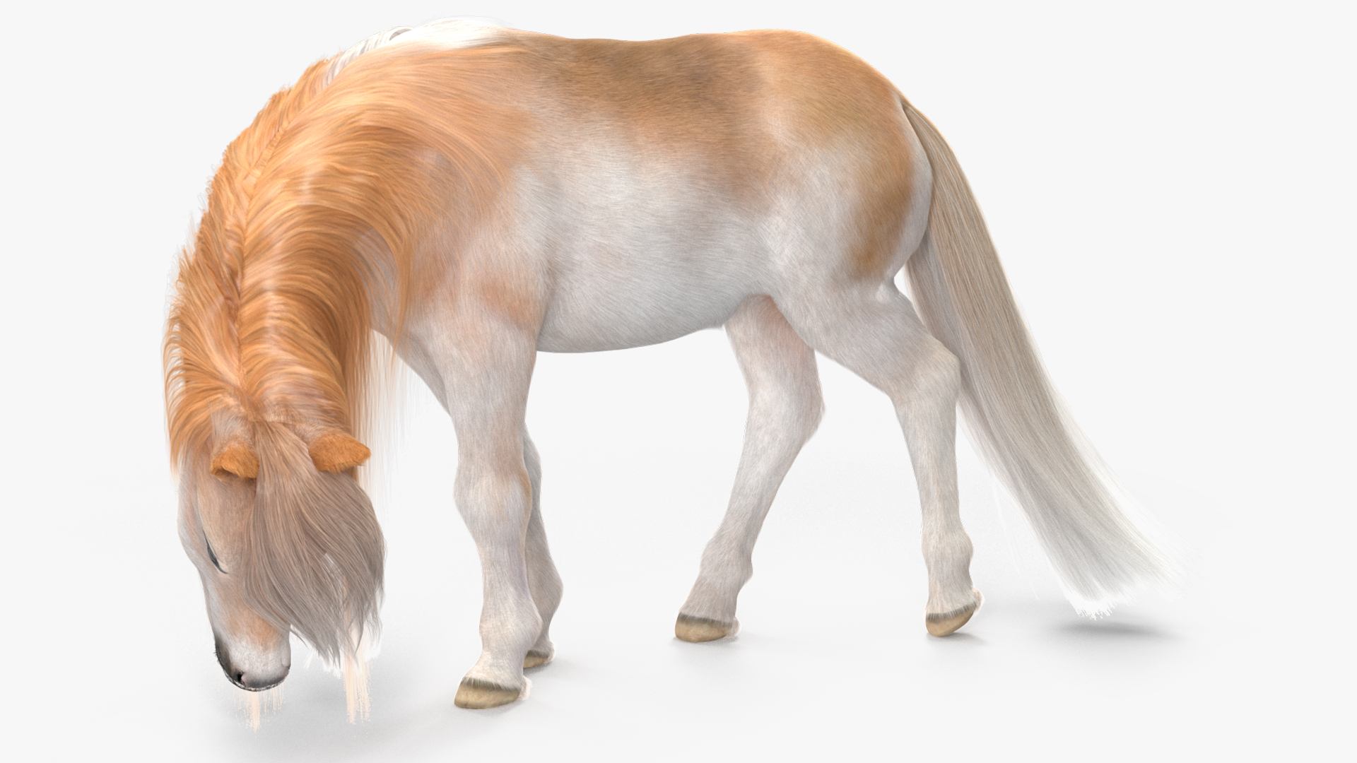 Shetland Pony with Long Mane Fur Rigged 3D model
