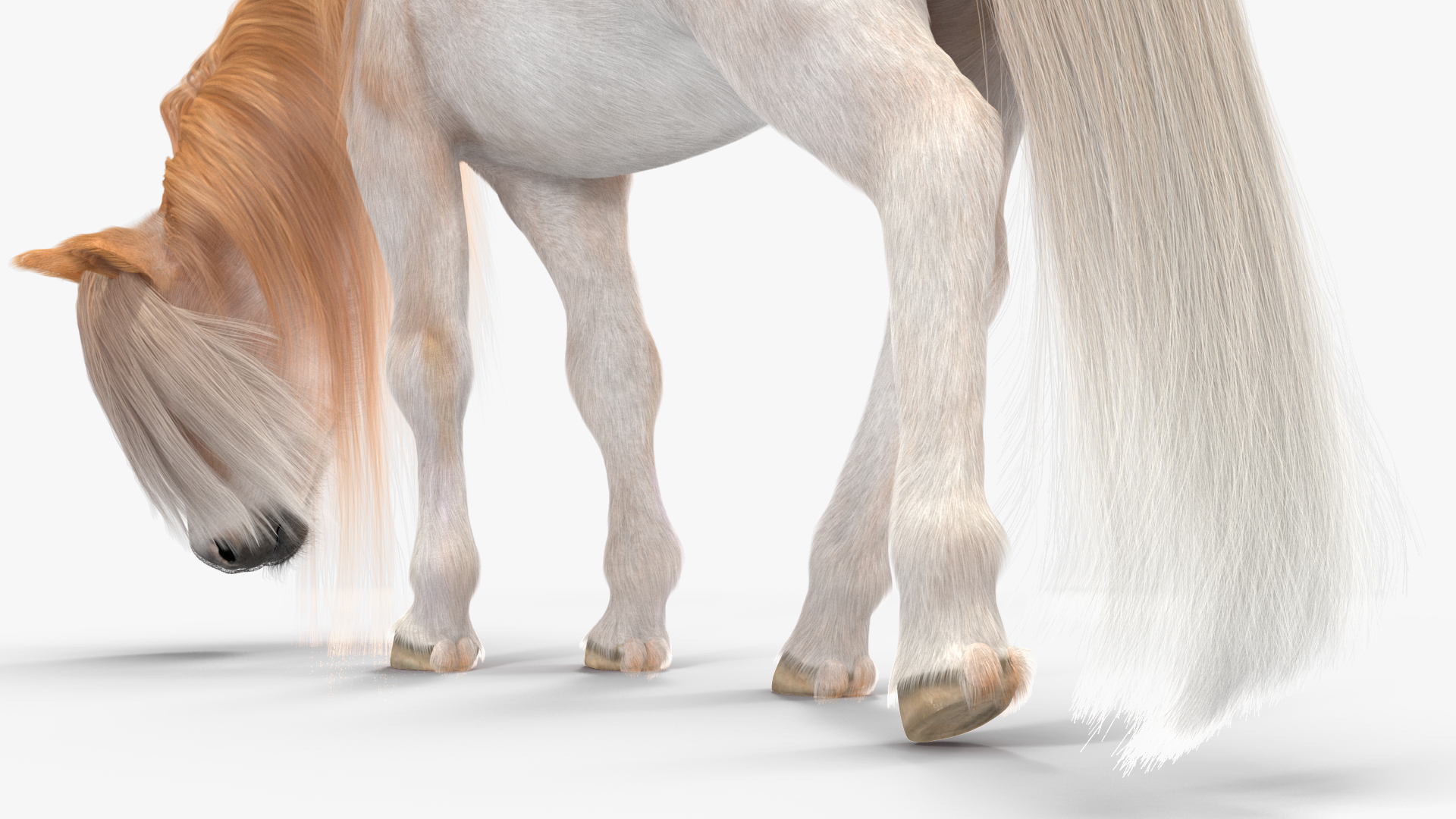 Shetland Pony with Long Mane Fur Rigged 3D model