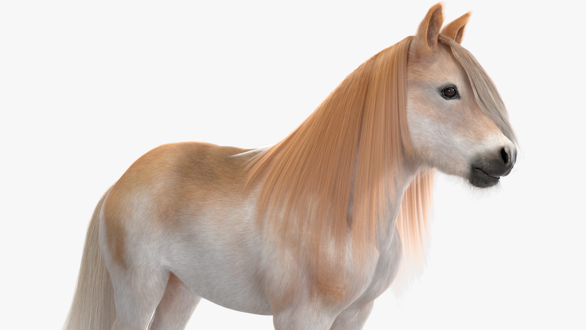 Shetland Pony with Long Mane Fur Rigged 3D model