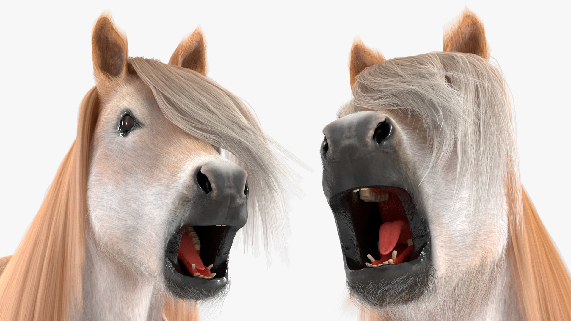 Shetland Pony with Long Mane Fur Rigged 3D model