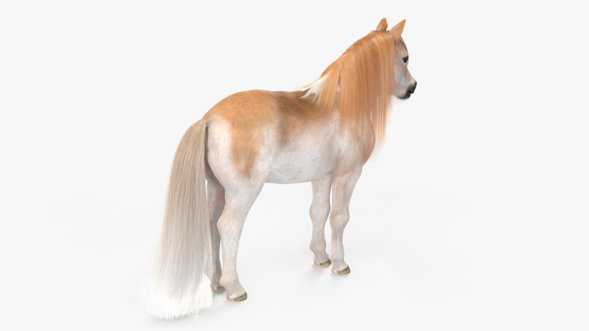 Shetland Pony with Long Mane Fur Rigged 3D model
