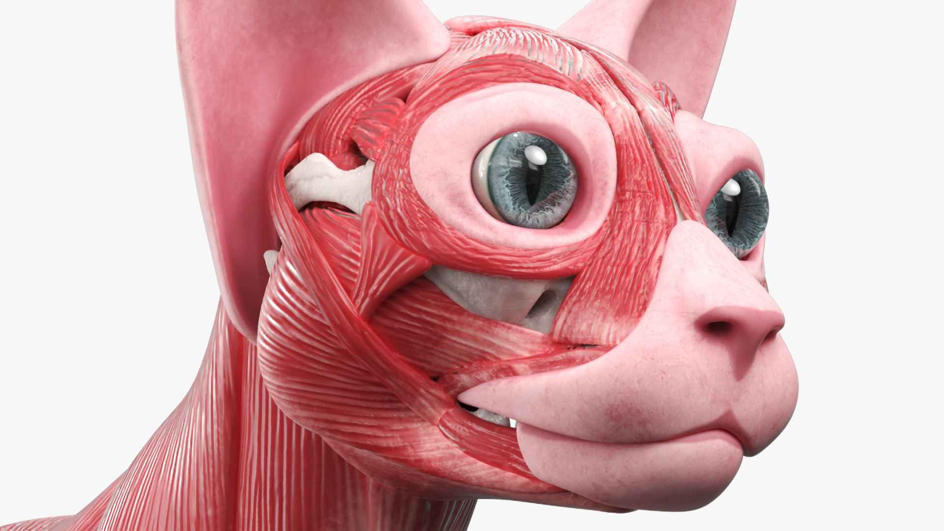 Cat Muscular System Anatomy Tendons, view 6