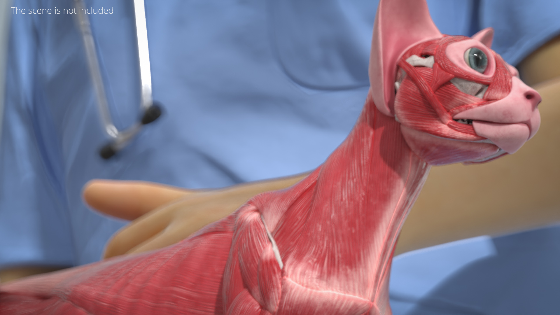 Cat Muscular System Anatomy Tendons, view 2