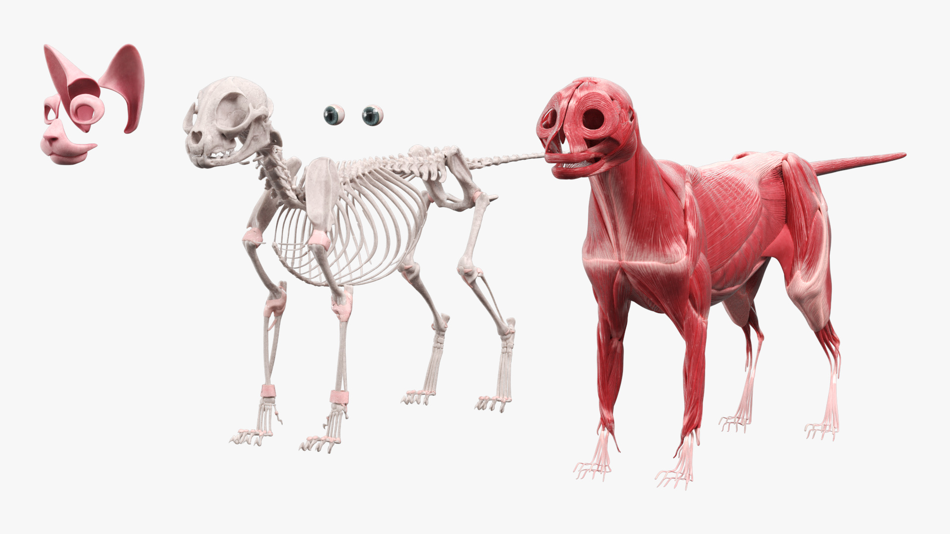 Cat Muscular System Anatomy Tendons, view 9