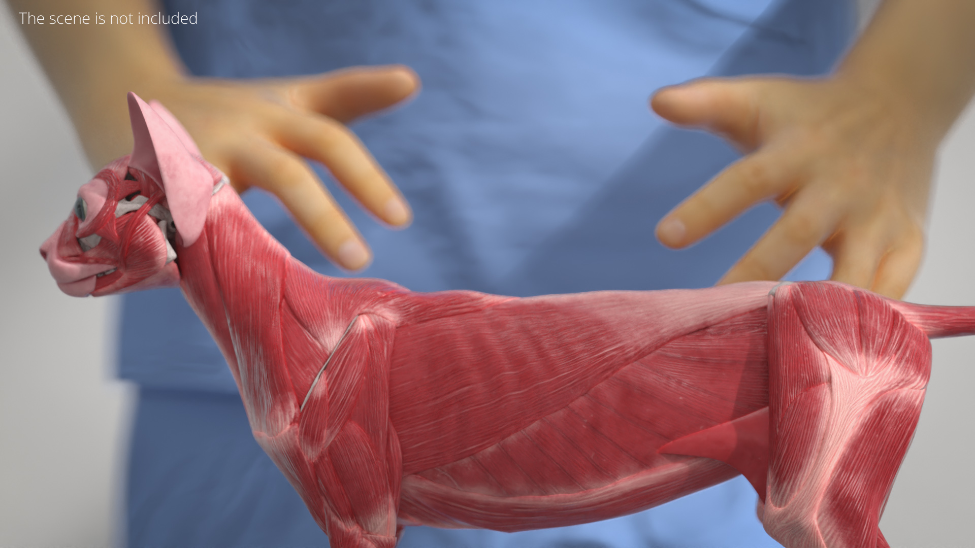 Cat Muscular System Anatomy Tendons, view 3