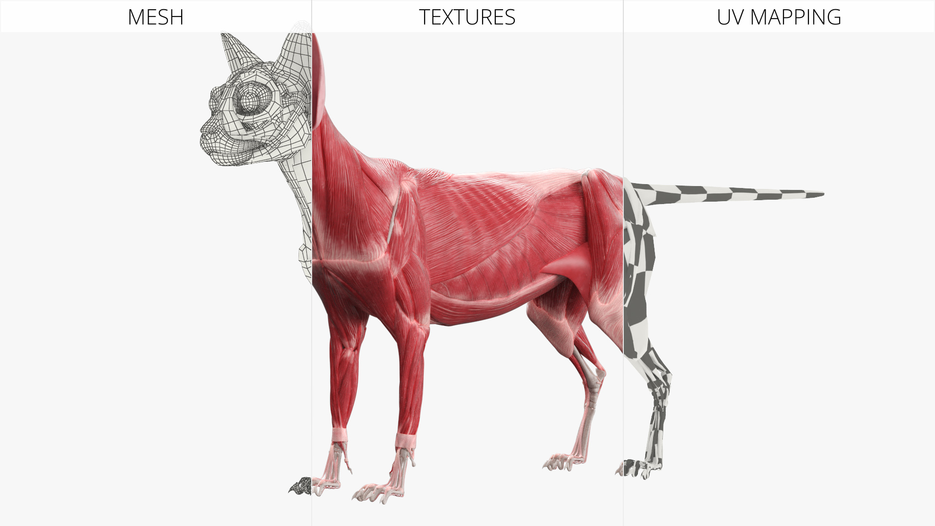 Cat Muscular System Anatomy Tendons, view 10