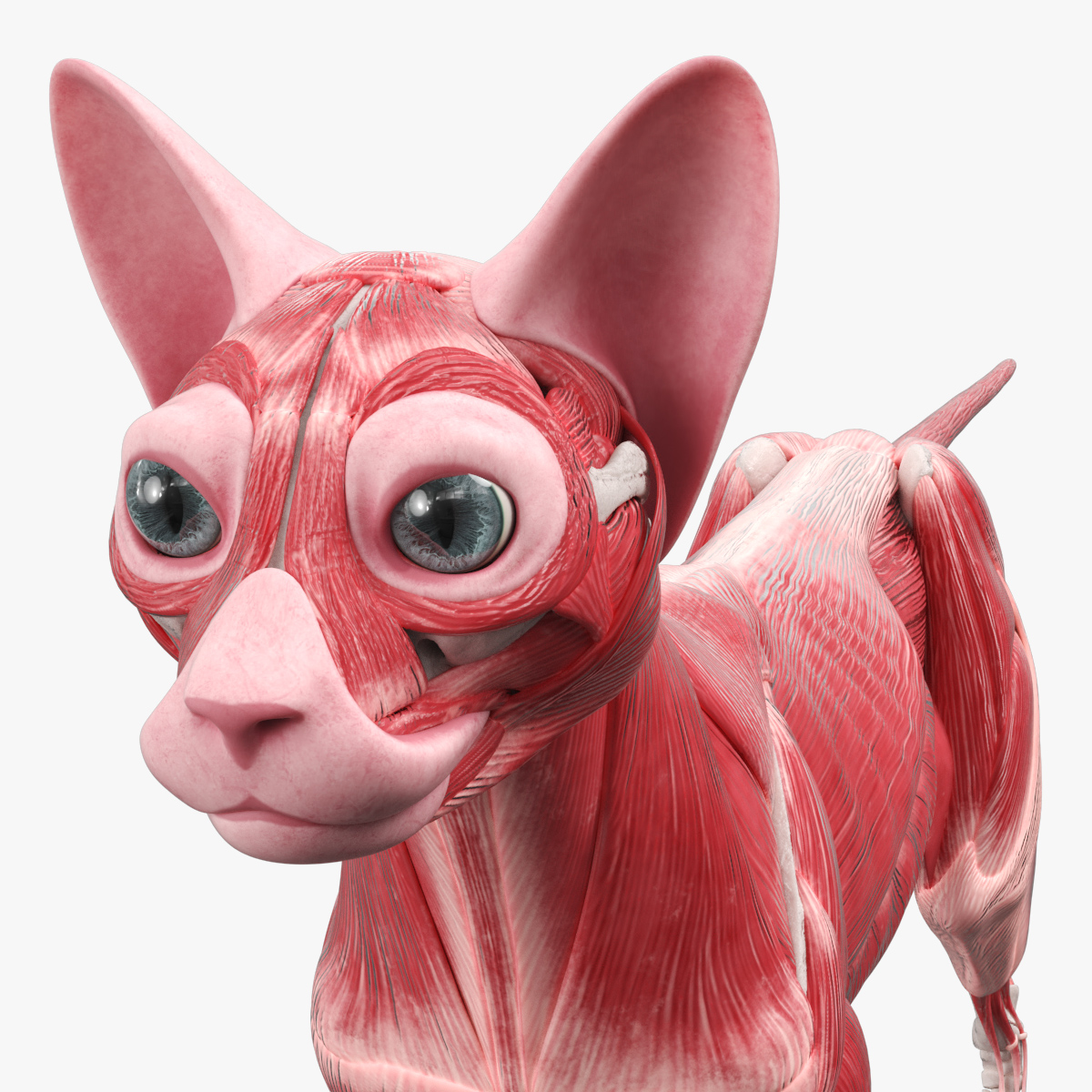 Cat Muscular System Anatomy Tendons