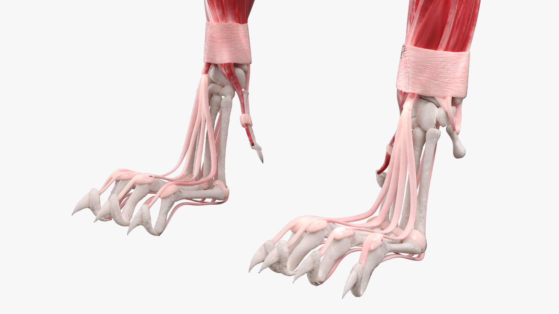 Cat Muscular System Anatomy Tendons, view 8