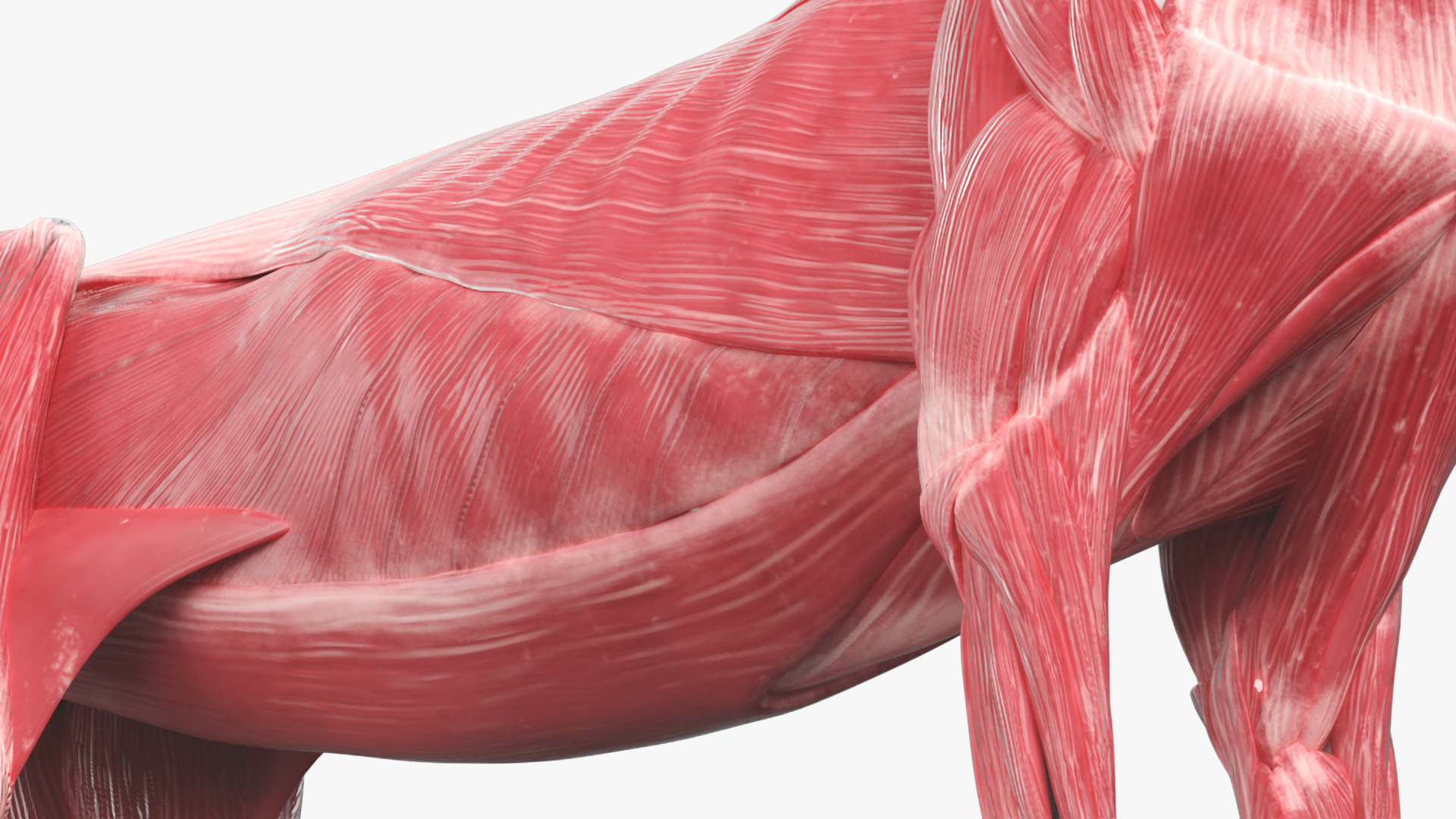 Cat Muscular System Anatomy Tendons, view 7