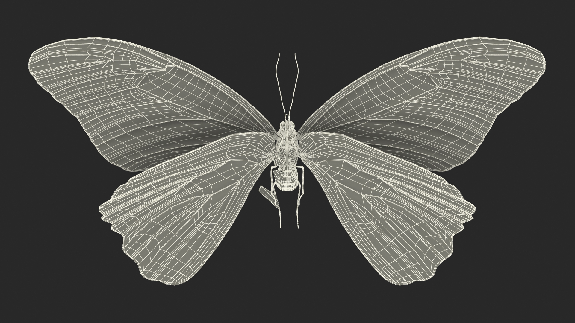 3D Animated Morpho Peleides Butterfly Flies Fur Rigged