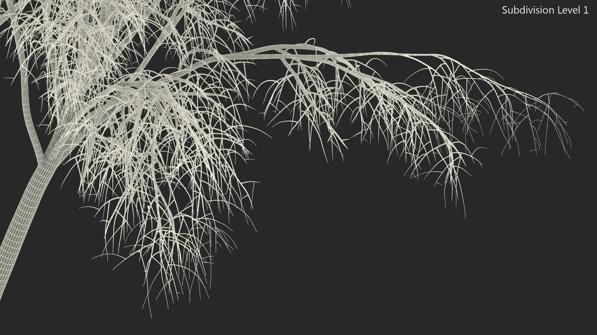 3D Silver Birch Naked Tree model