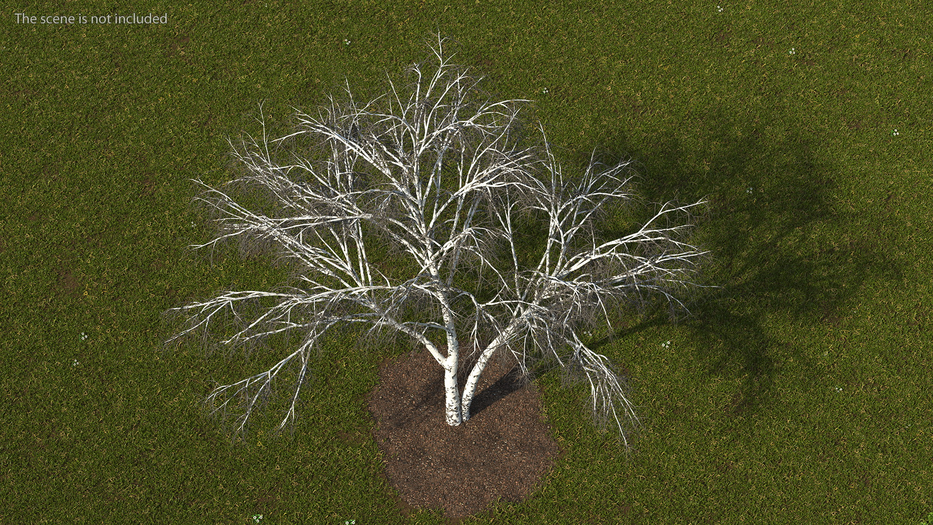 3D Silver Birch Naked Tree model